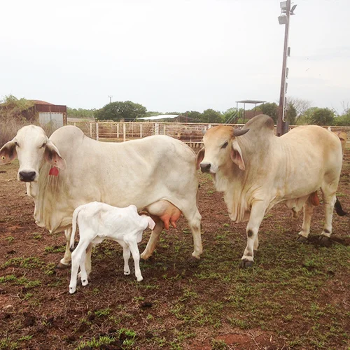 The-Bull-Family.jpg