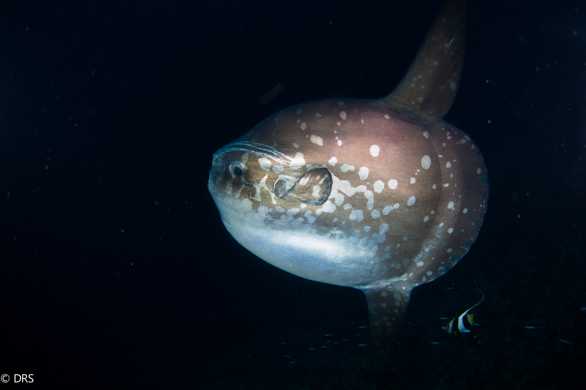 Mola By Deris Northman.jpg