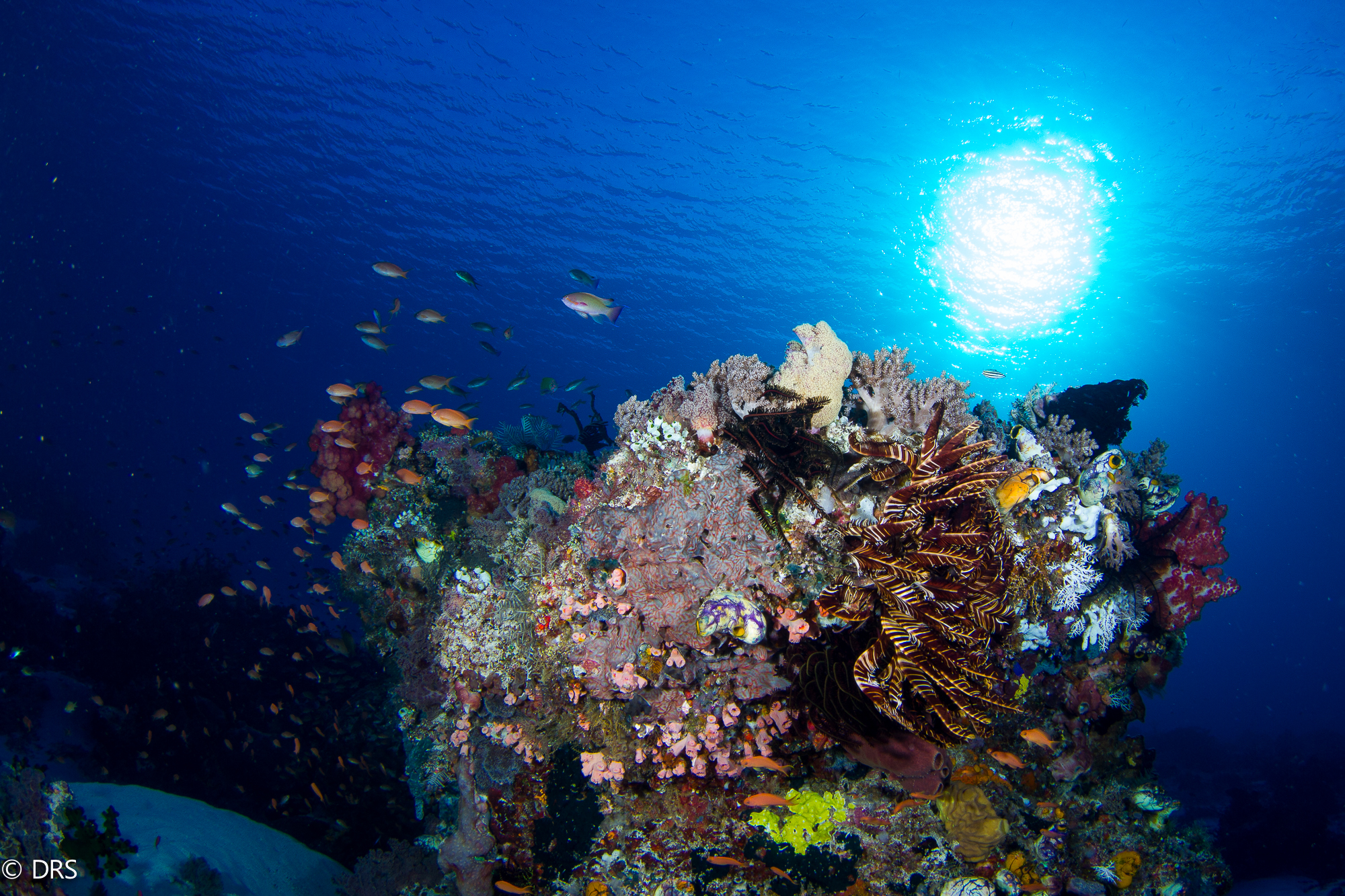 Coral Reef Deris Northman .jpg