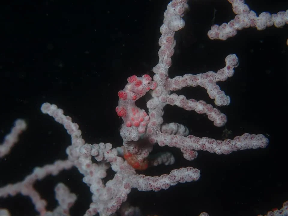 Hippocampus bargibanti