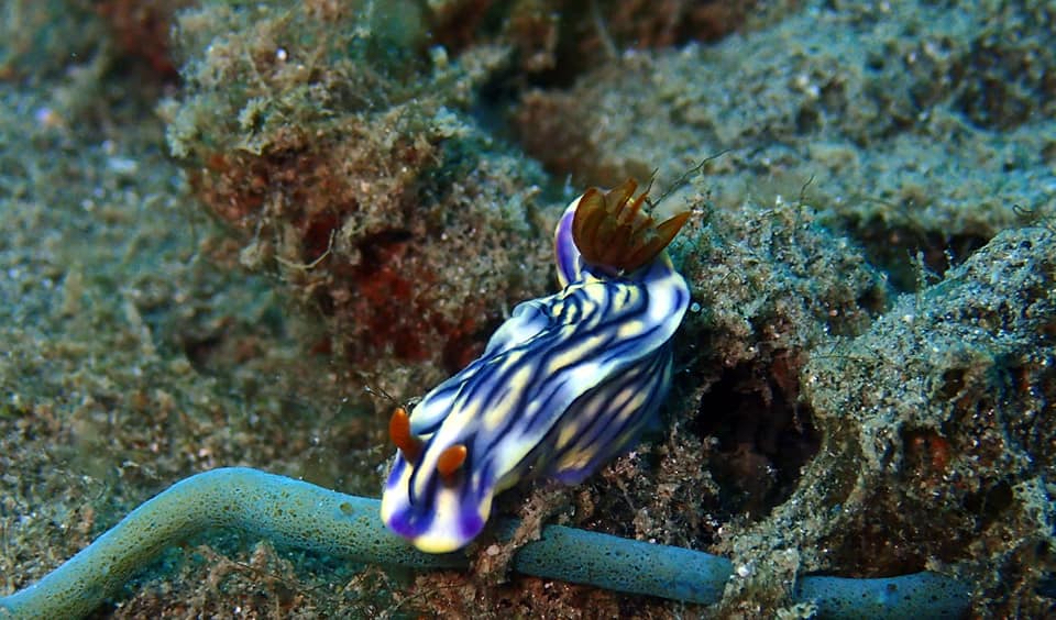 Nudi Pemuteran.jpg