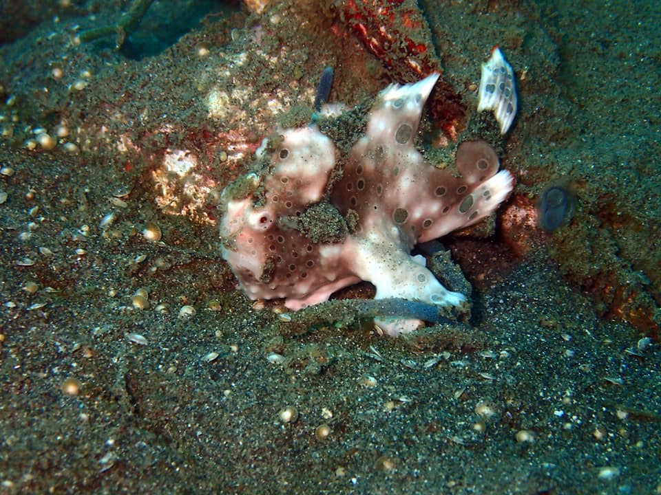 Painted Frogfish.jpg