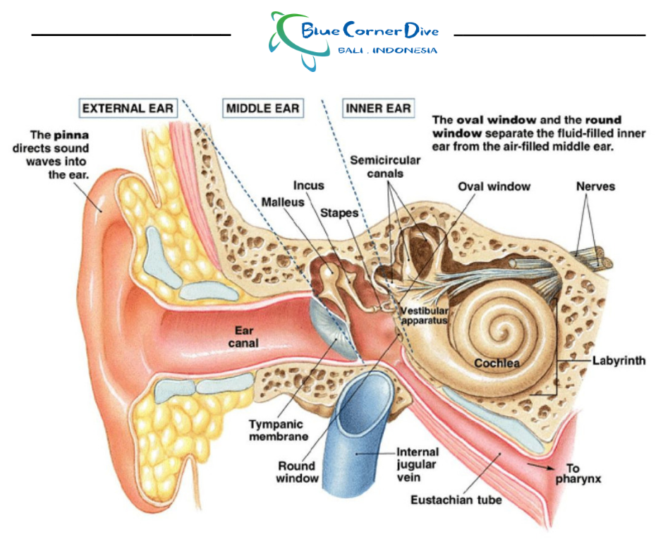 Anatomy of ear.png