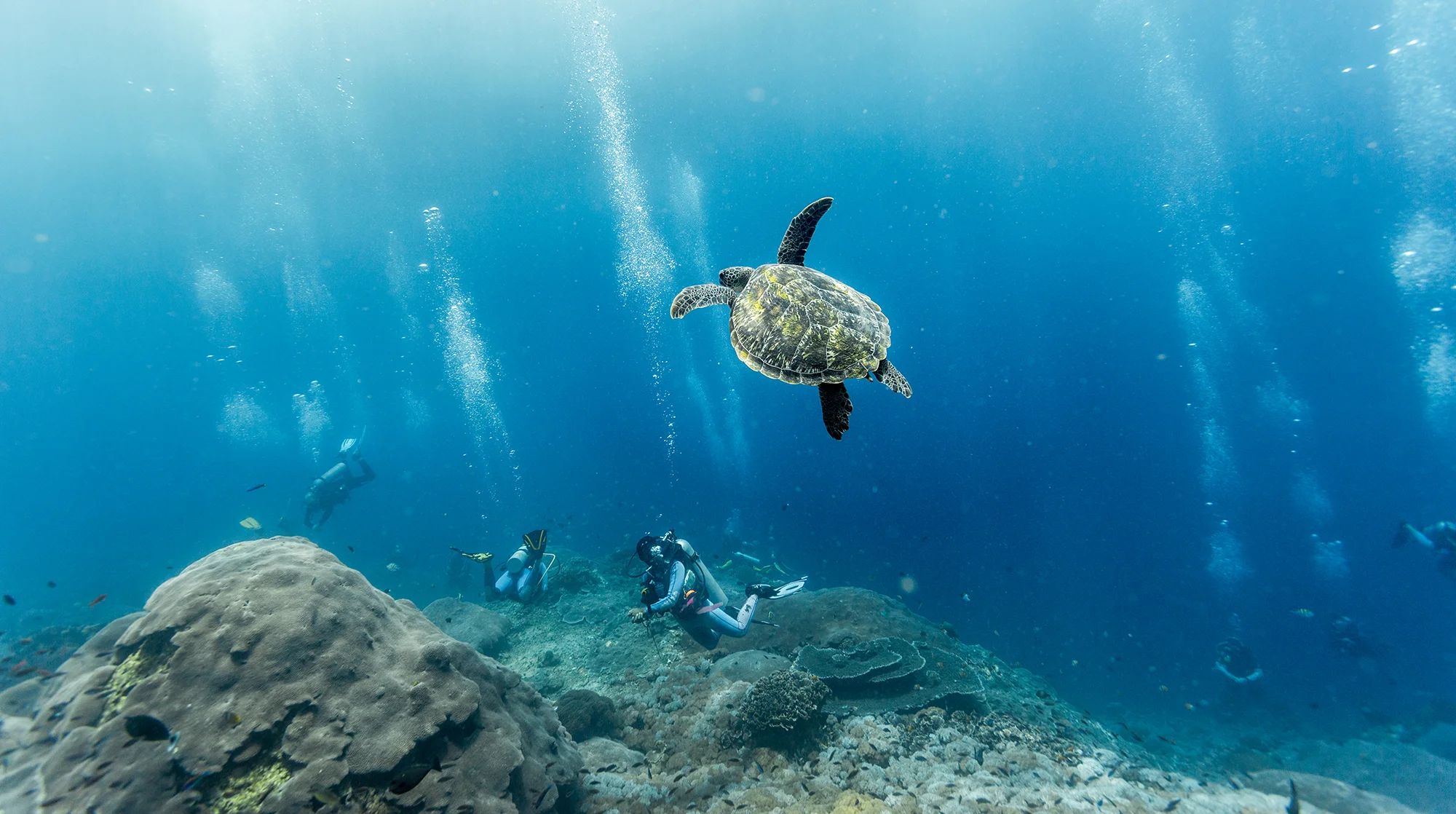Our Favourite Marine Life Encounters and Where to Find Them