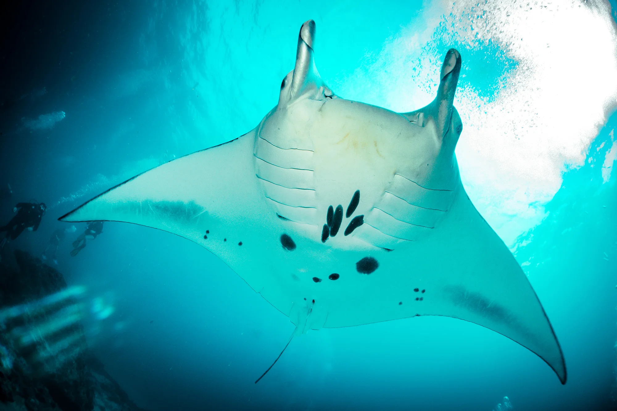 Blue Corner Dive – Diving with Manta