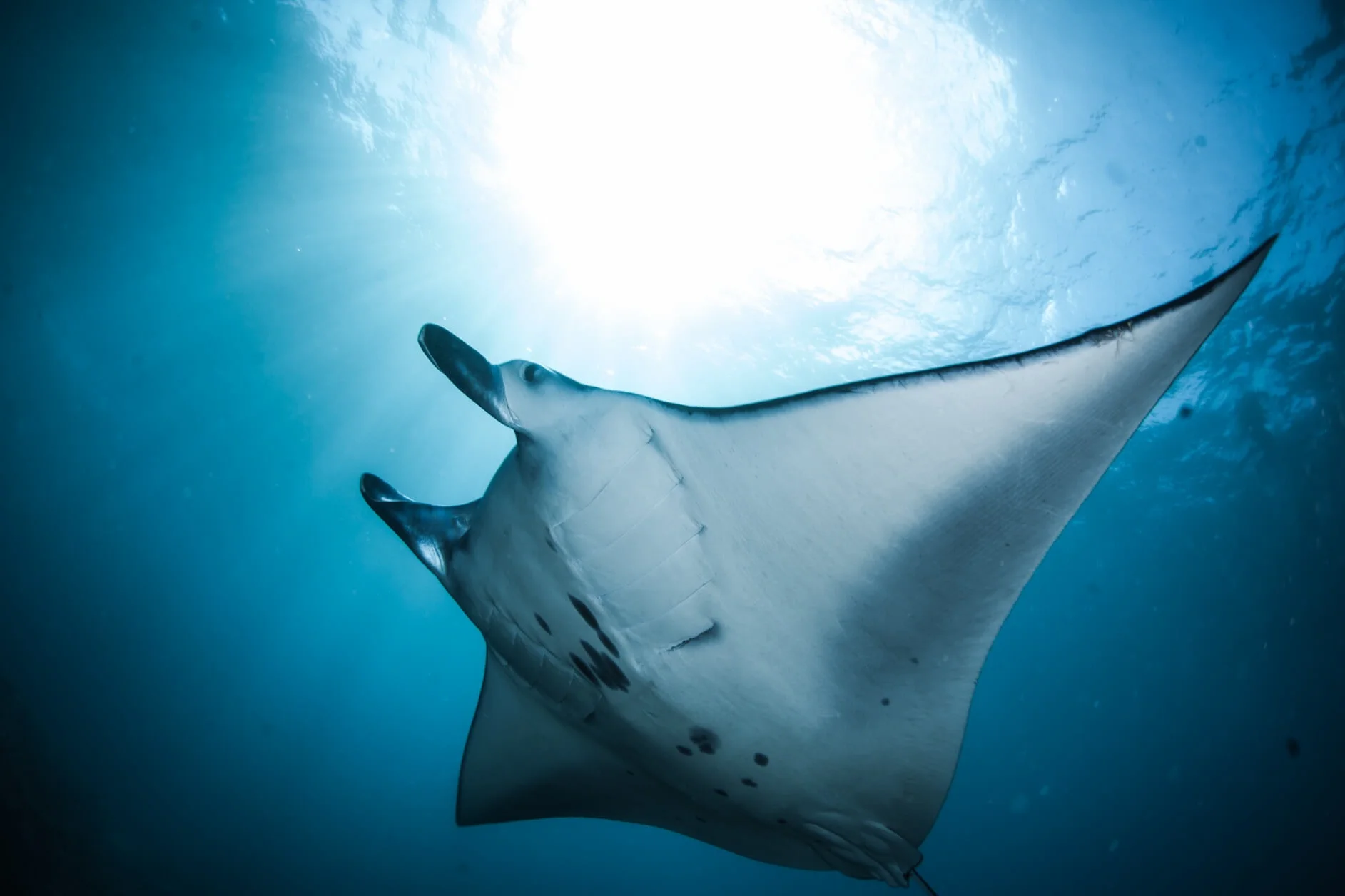 Freediving Nusa Lembongan Freedive Training Bali — Blue Corner Dive