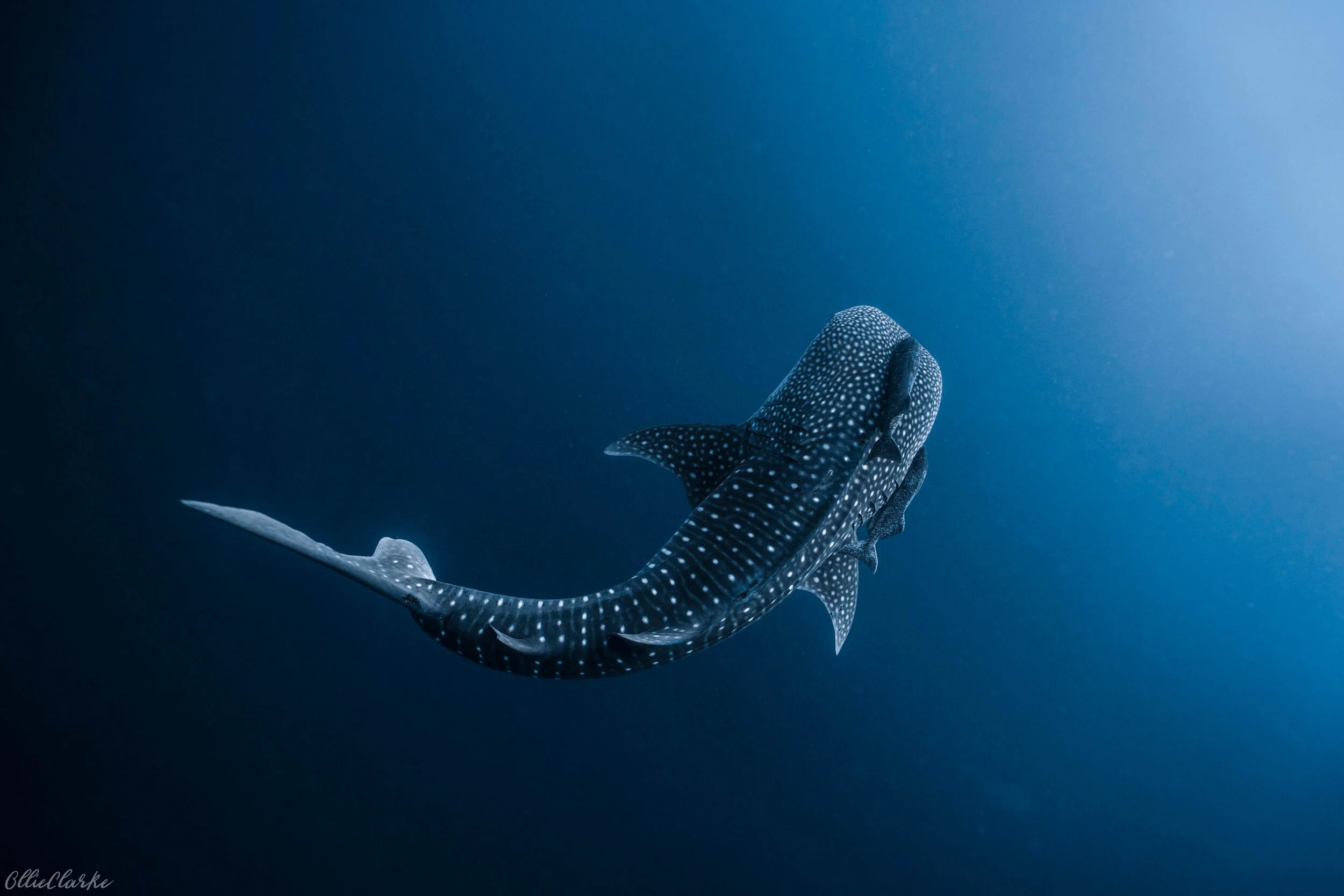 5 Tips to an Epic Underwater Photographer — Blue Corner Dive