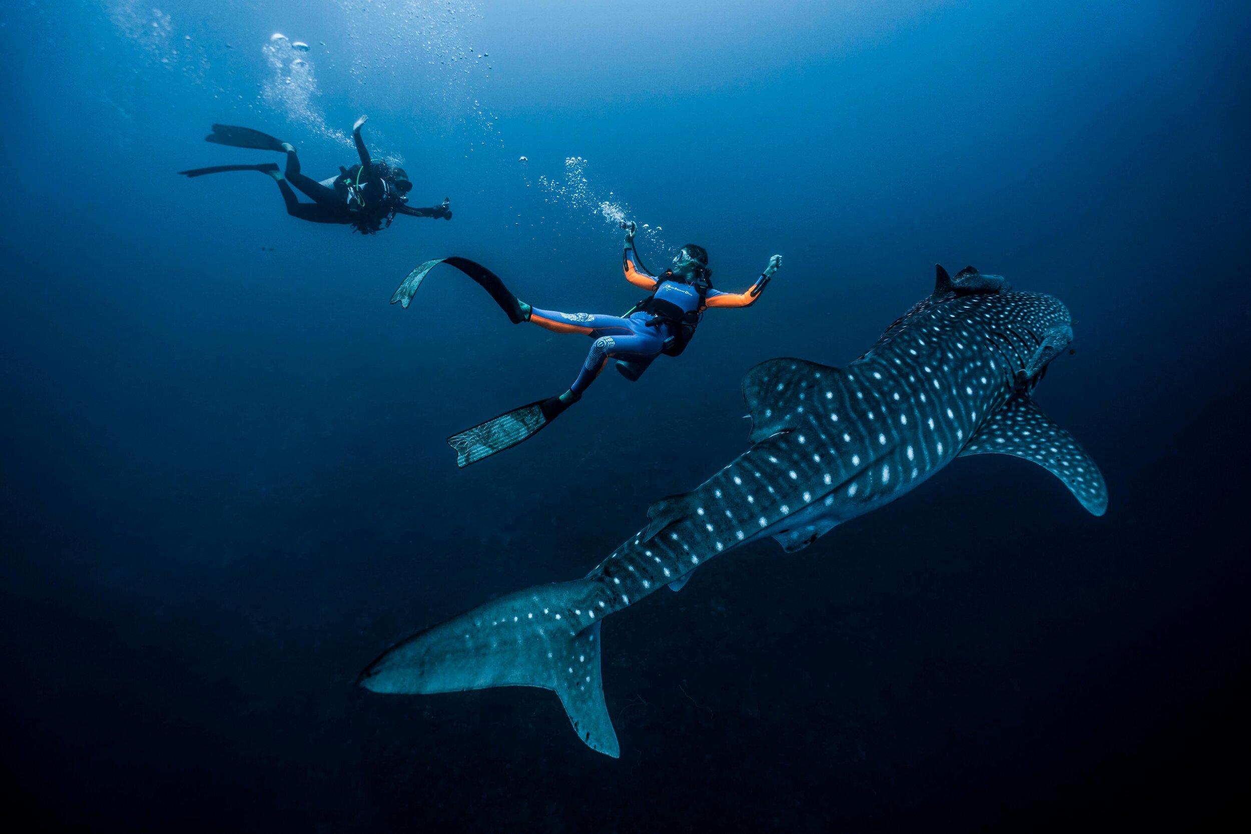 Whale Shark dreaming during COVID-19 lockdown.