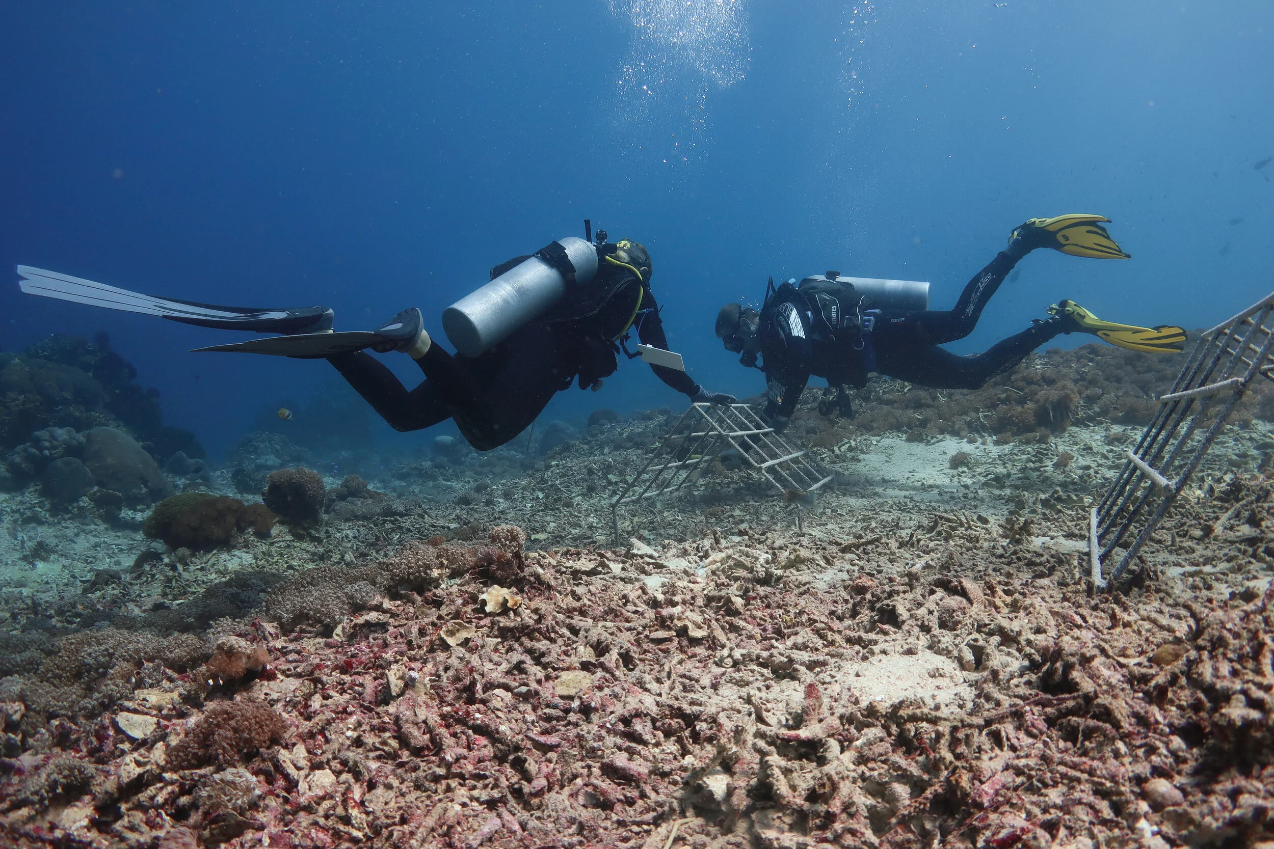 Recovering Reefs - A Good News Story!