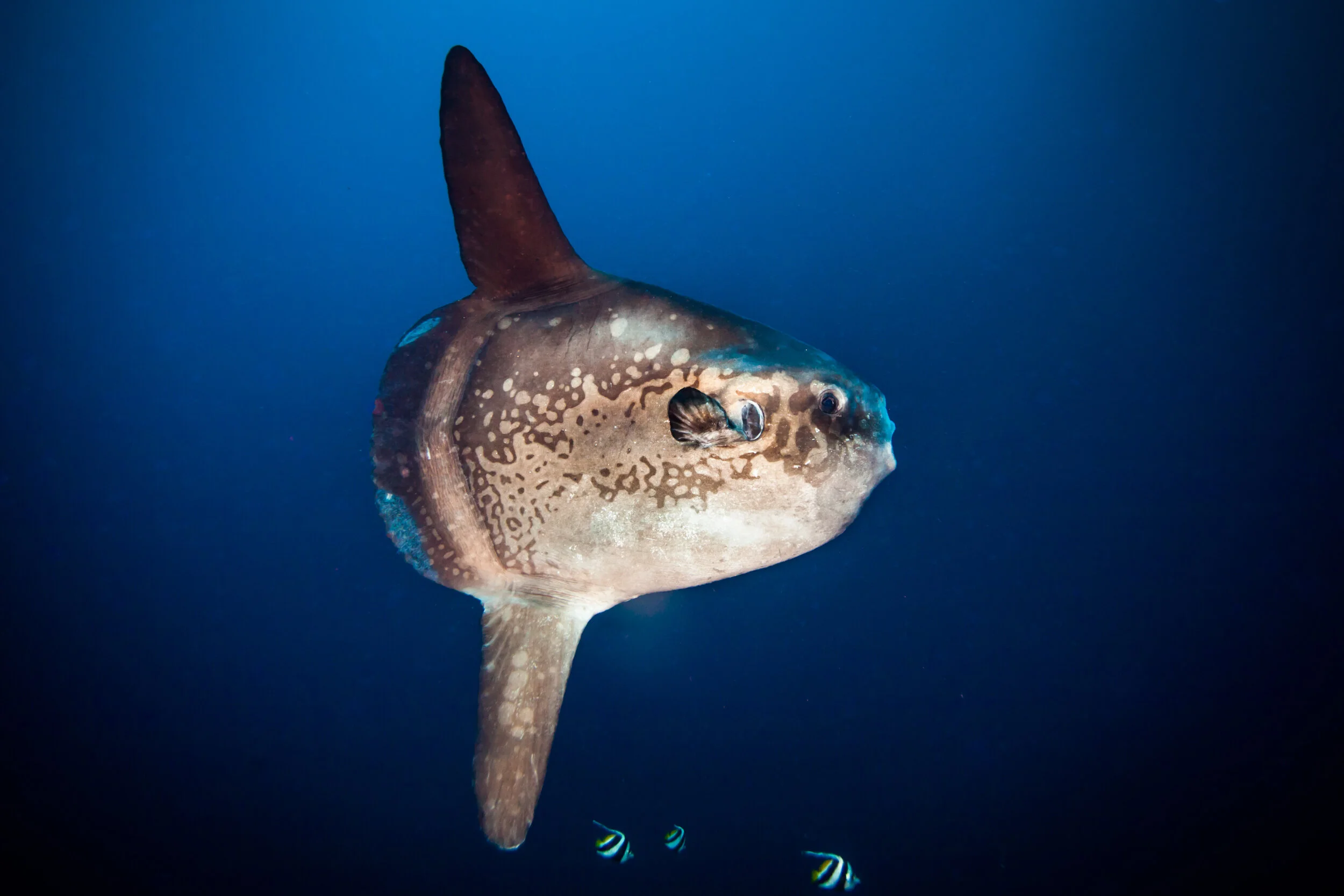 Ocean Sunfish - Mola - Moon Fish 