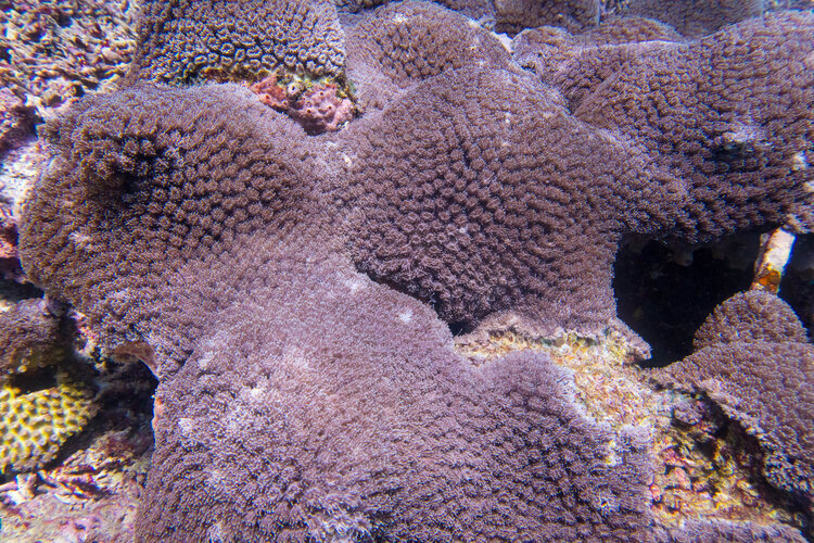 By June 2021 the coral fragments have fused together and have begun to form a continuous colony.