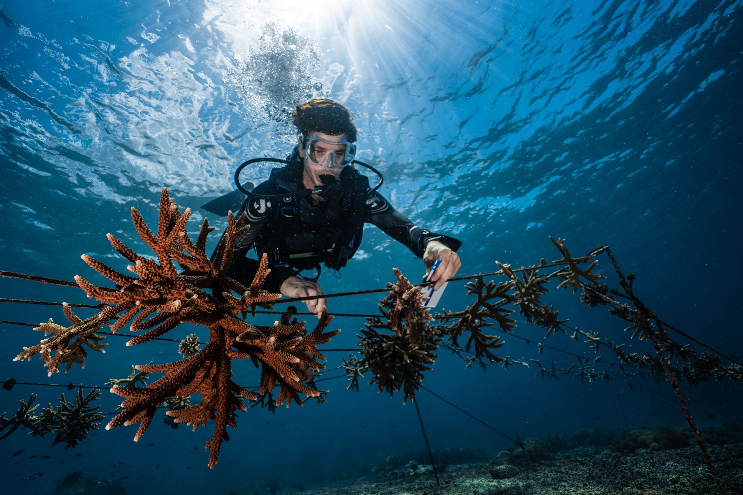 Marine Conservation | Nusa Lembongan, Bali — Blue Corner Dive | Freediving  | Conservation