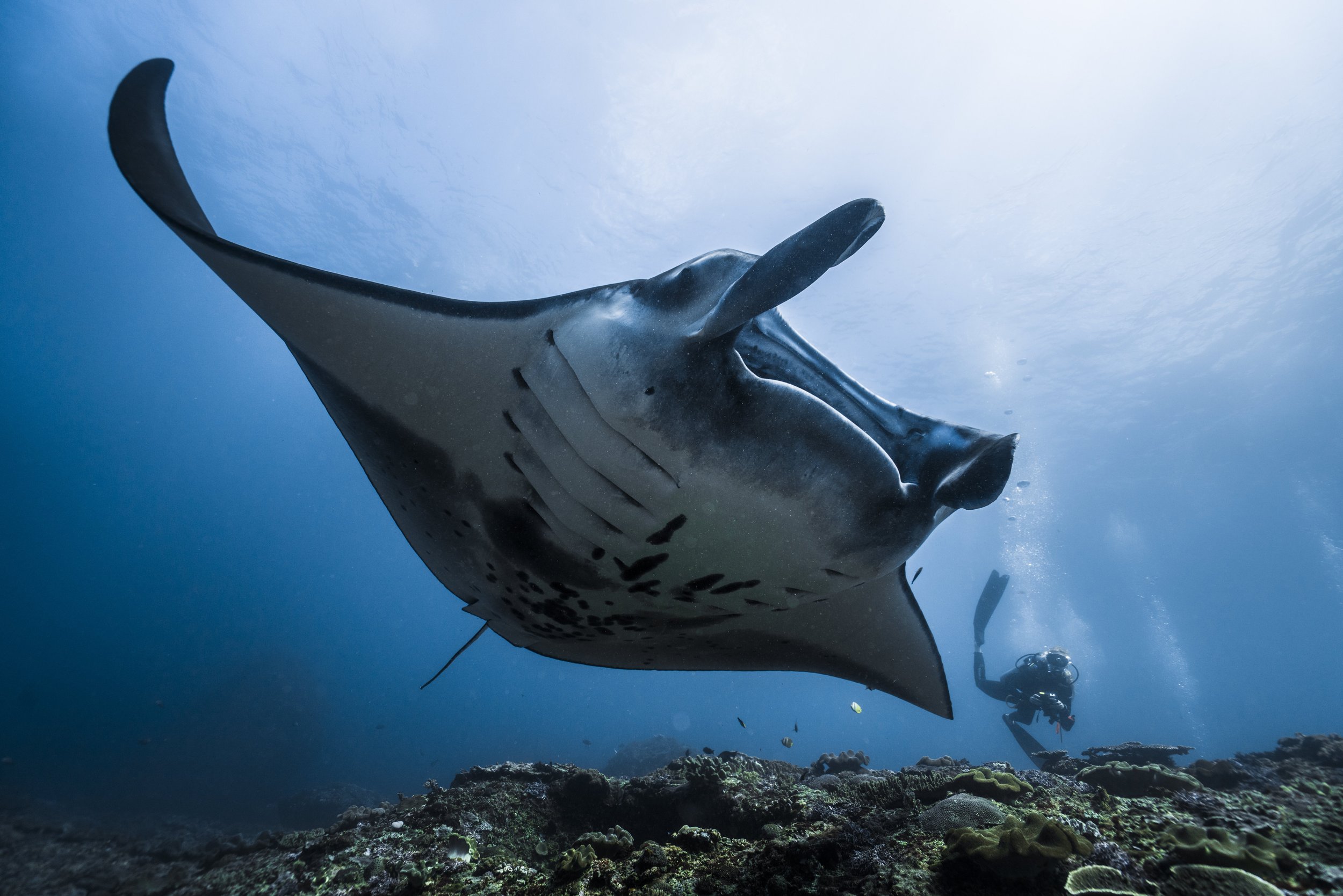 Natural light manta.jpeg