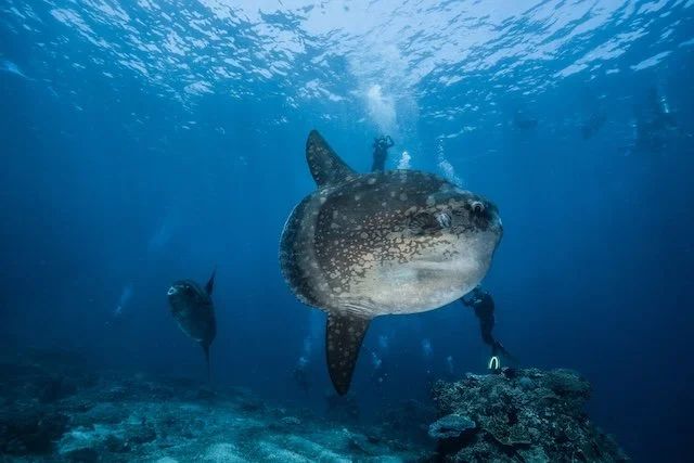 Mola with PADI Divers