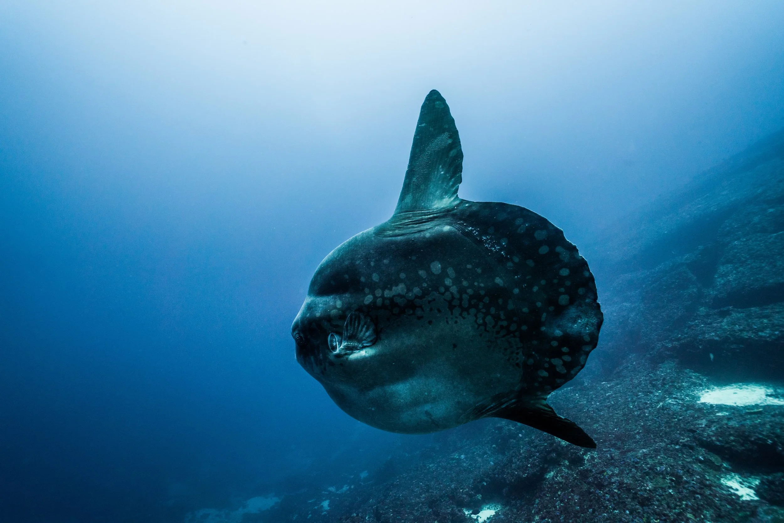 Mola 01 10_.jpeg