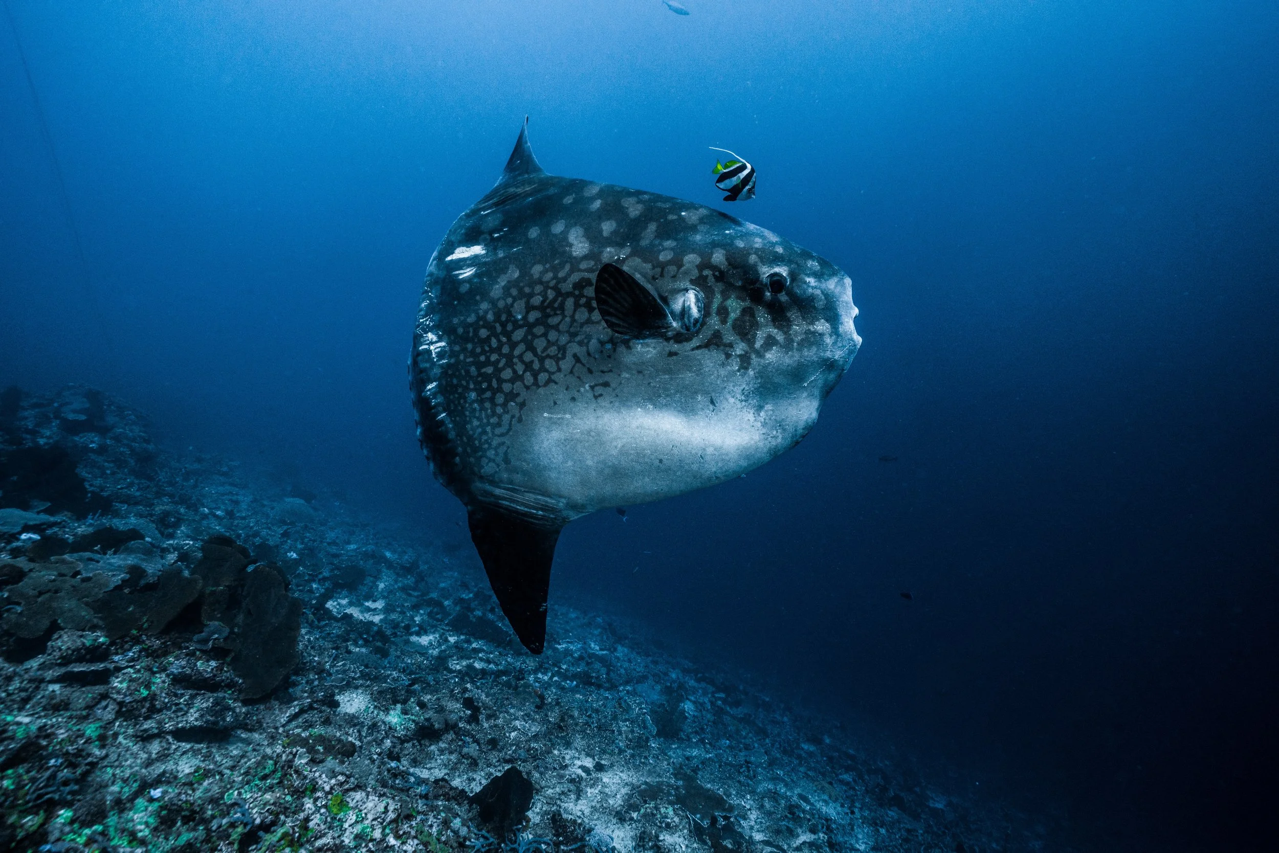 mola at PMG 2.jpeg
