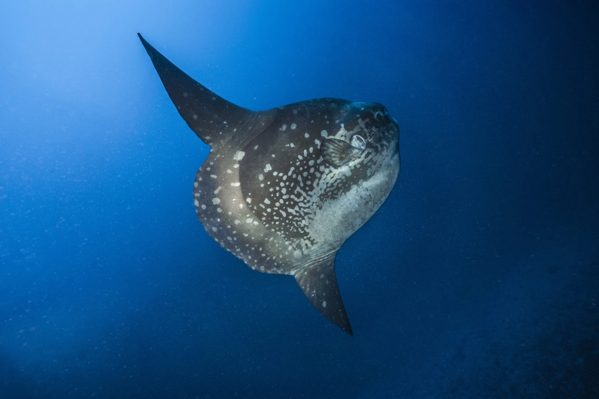 Mola Season at Blue Corner Dive