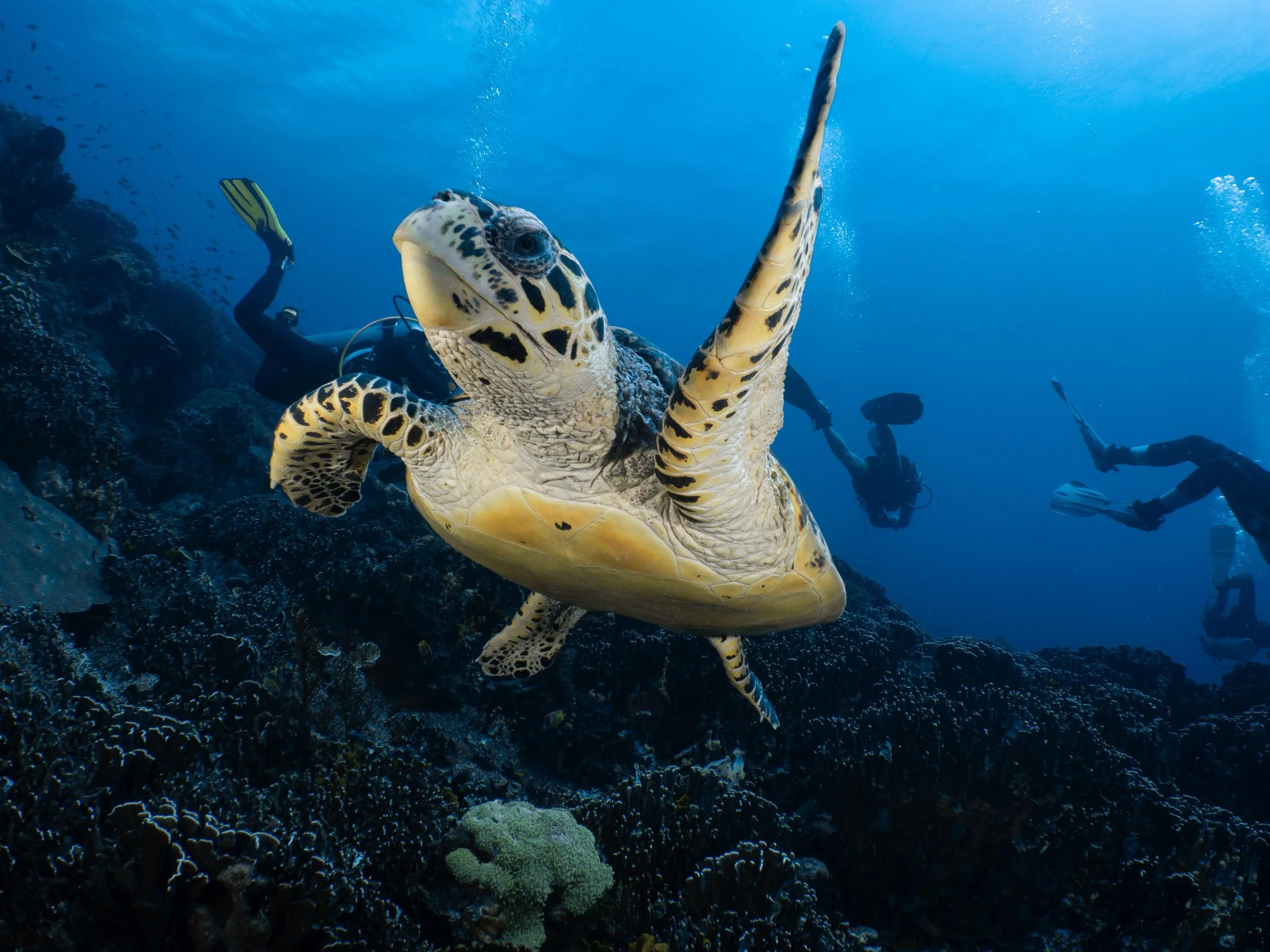 Responsible Scuba Diving: Small Choices, Big Impact