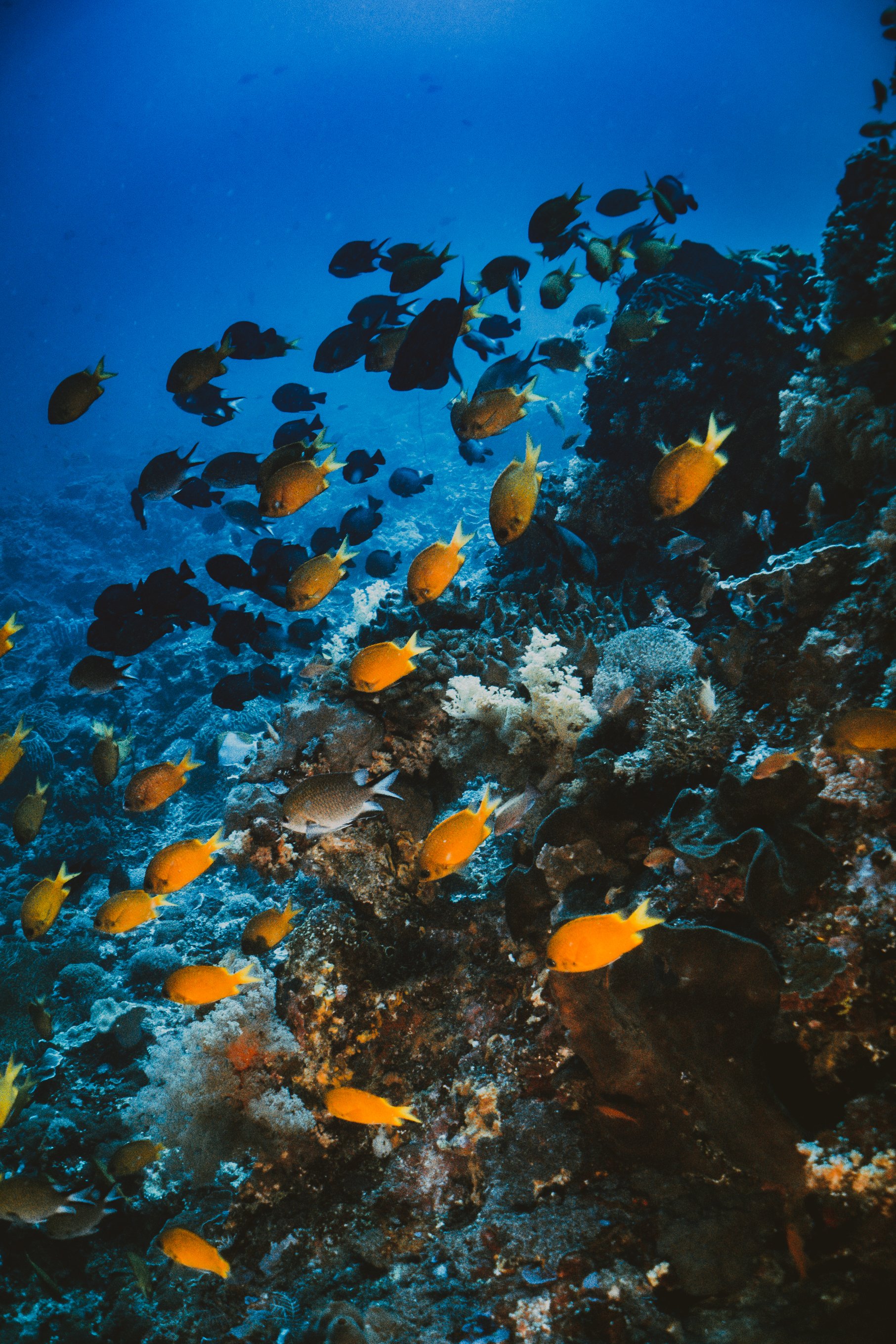 190219_MR_BCJ-DIVE-Cody, Bex_DSC04687.jpg