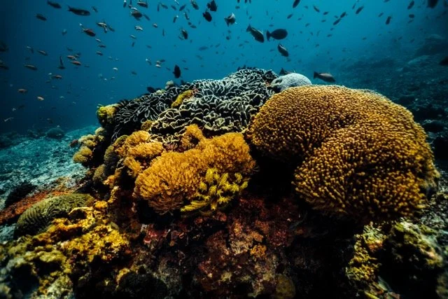 Life After the PADI Women’s Day Scholarship