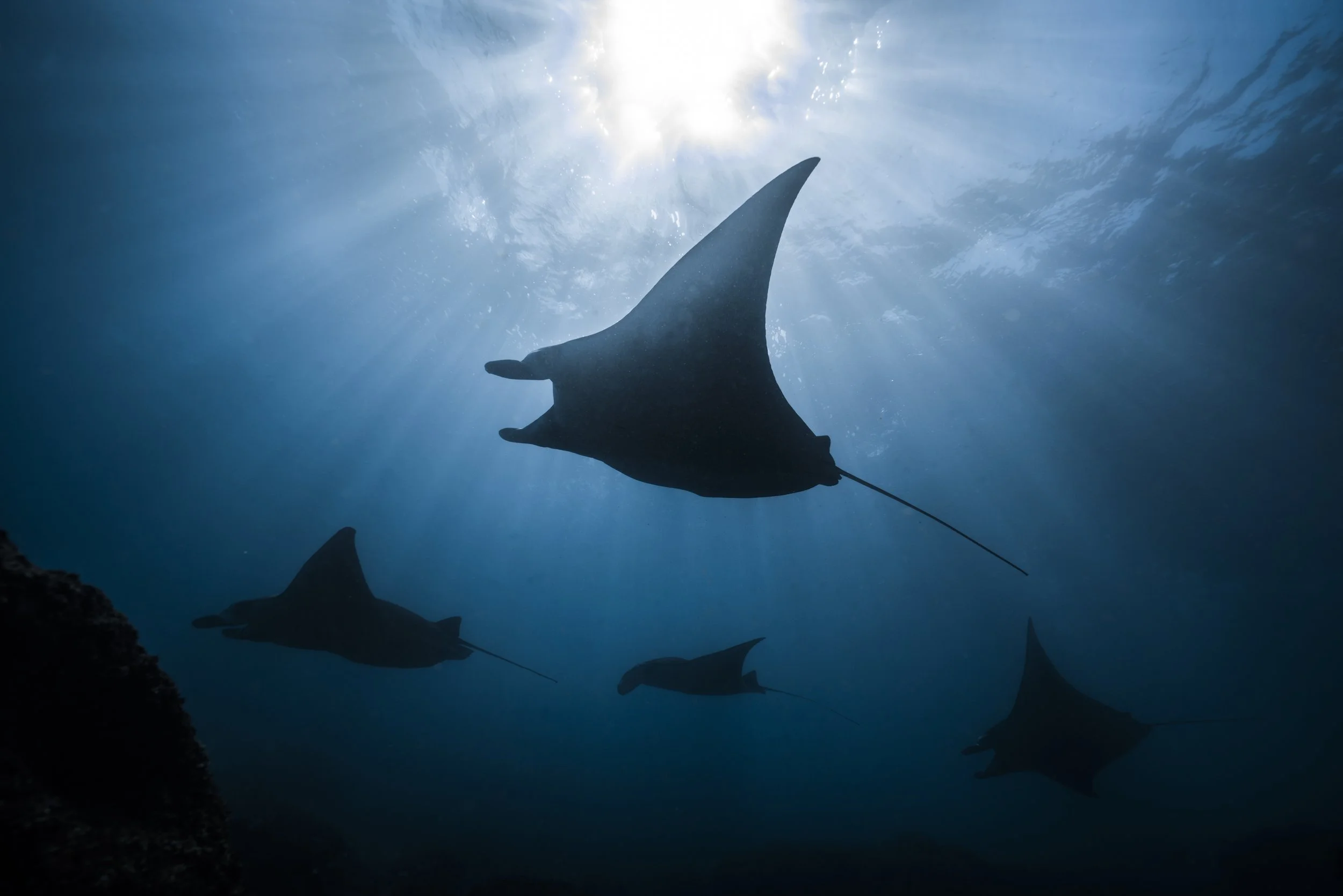 4 mantas.jpg