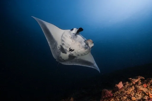 full belly shot Medium.jpeg