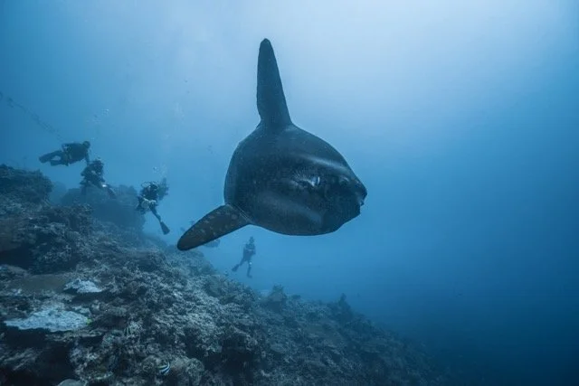 mola 08 07 Medium.jpeg