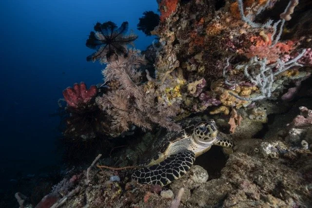 turtle napping Medium.jpeg