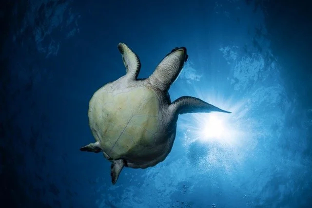 turtles 19 05 2 Medium.jpeg