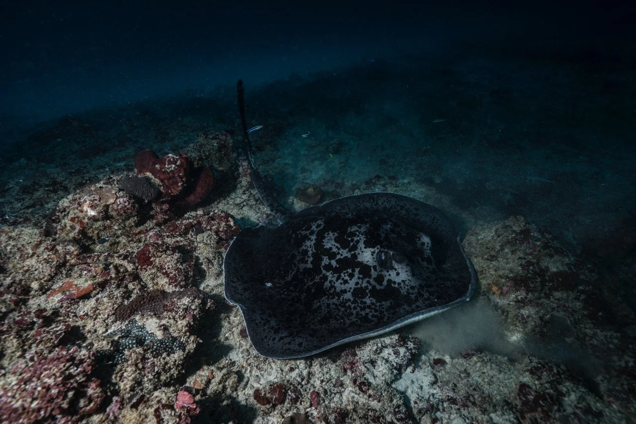 marble ray Large.jpeg