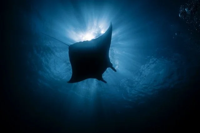 manta silhouette Medium.jpeg
