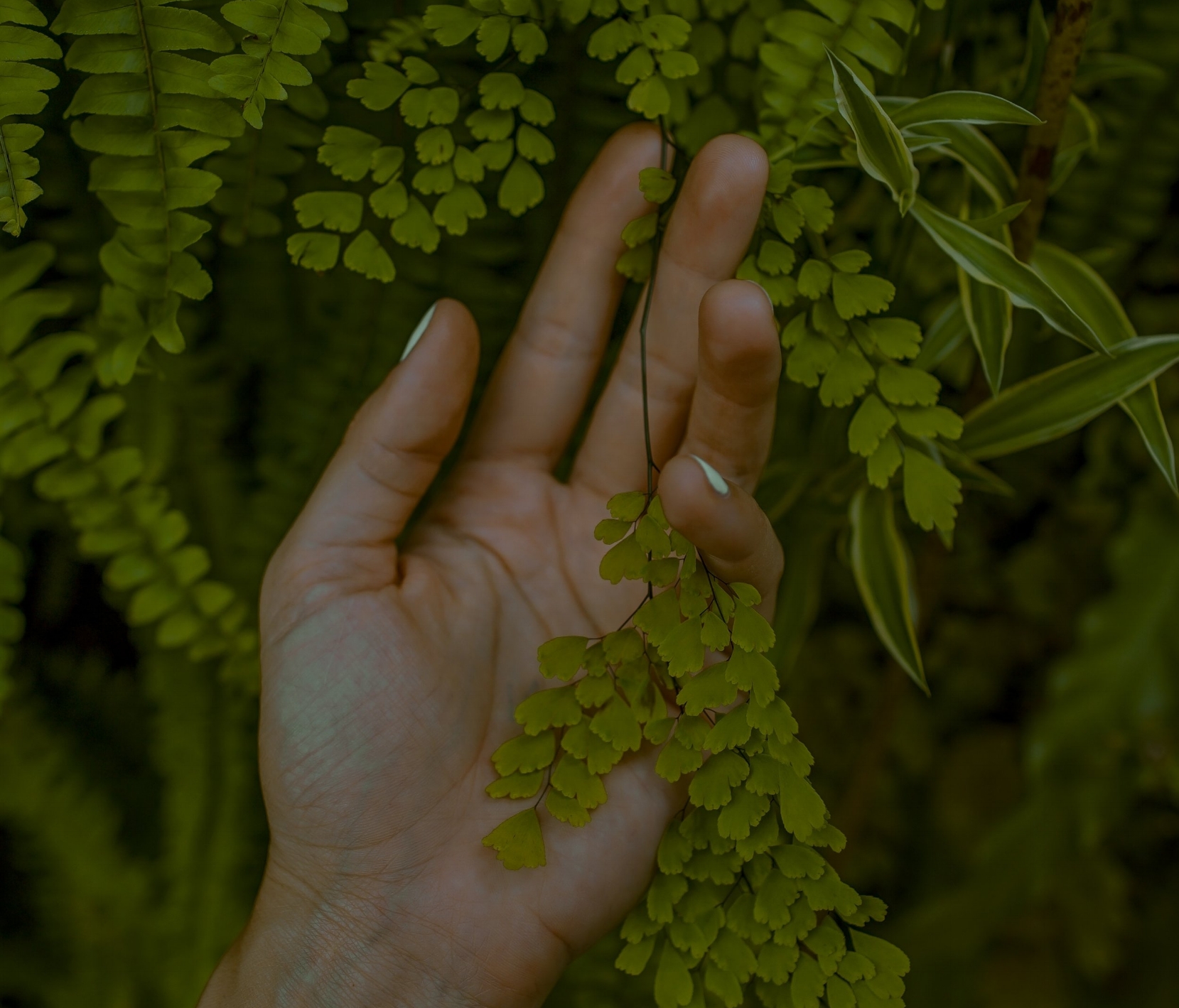 ferns & hand toa-heftiba-315308.jpg