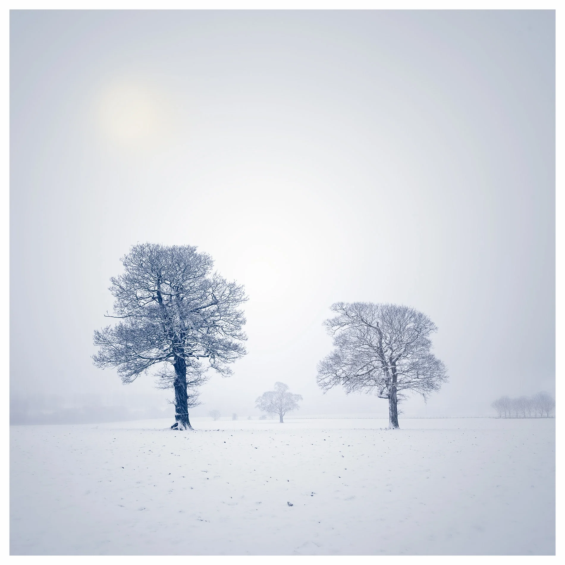 Trees in a field-5 mins away from home.