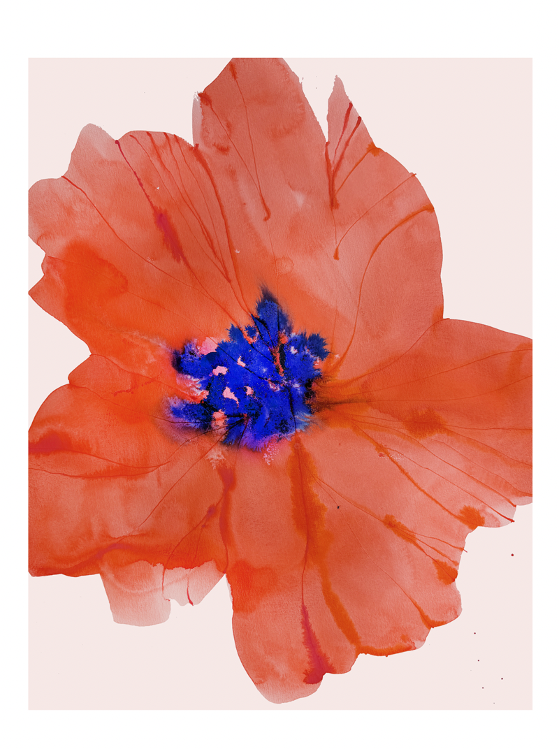 Red Poppy