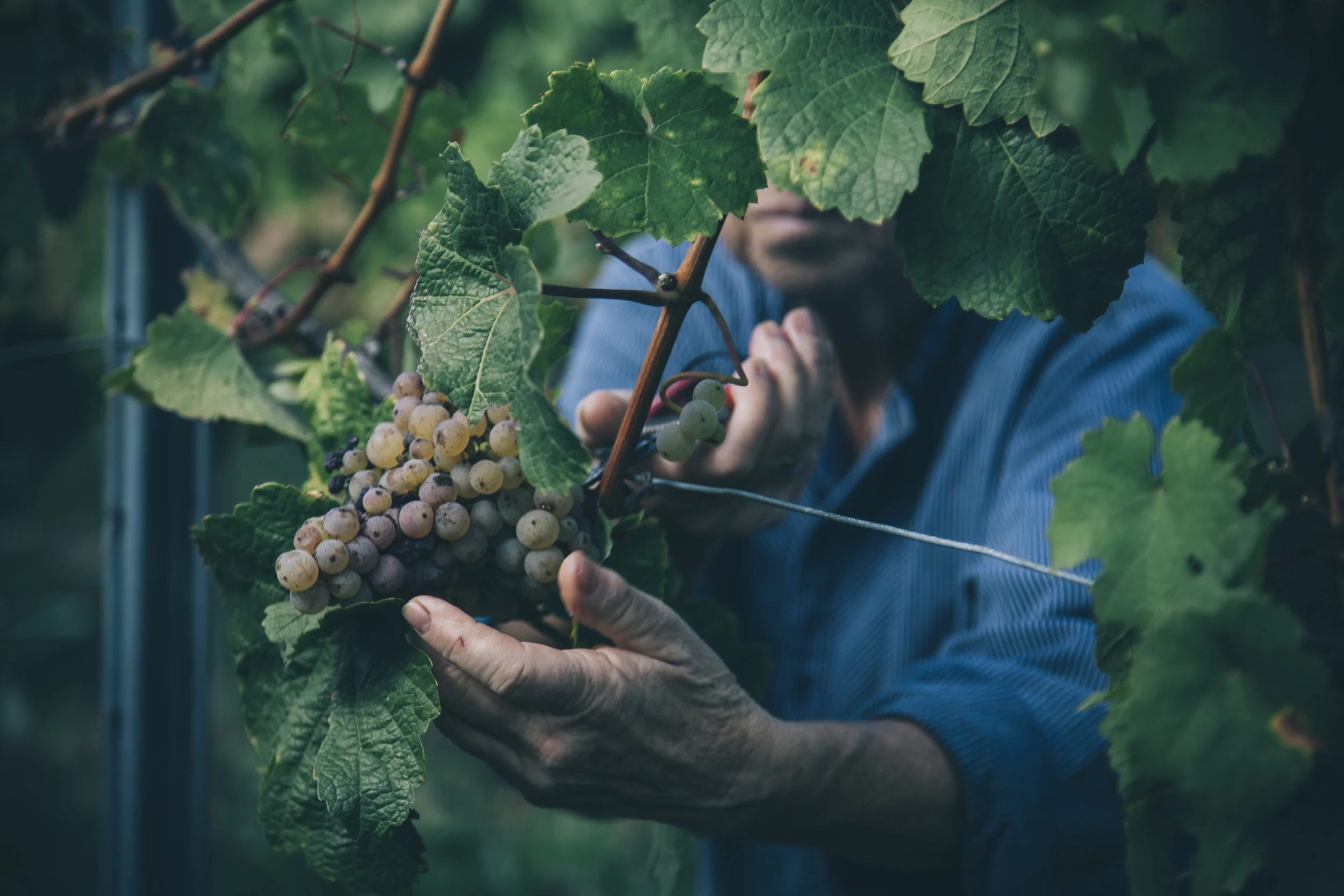 Wineyard_Pfalz_LaLoca_1.jpg