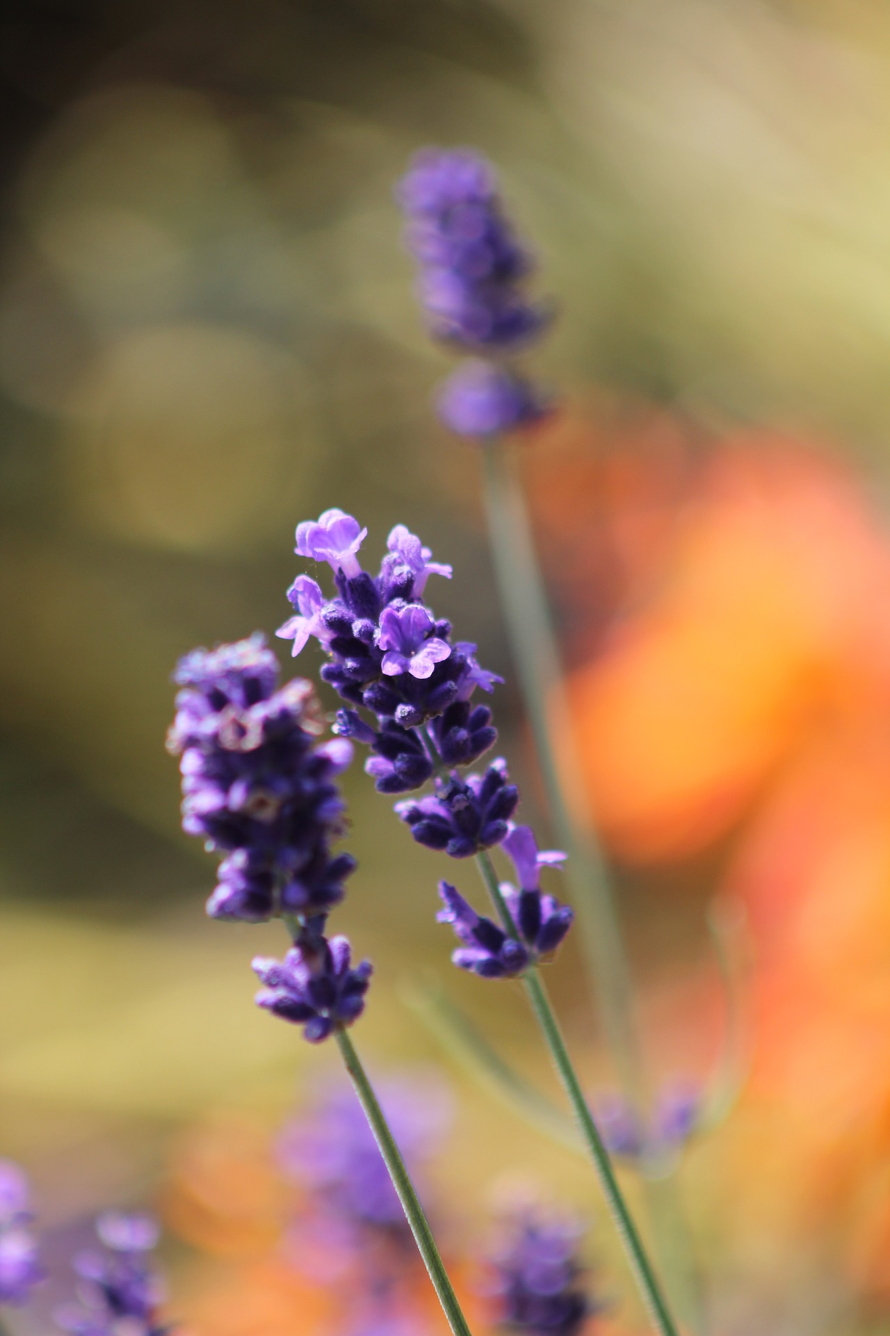 lavender-755737_1920.jpg