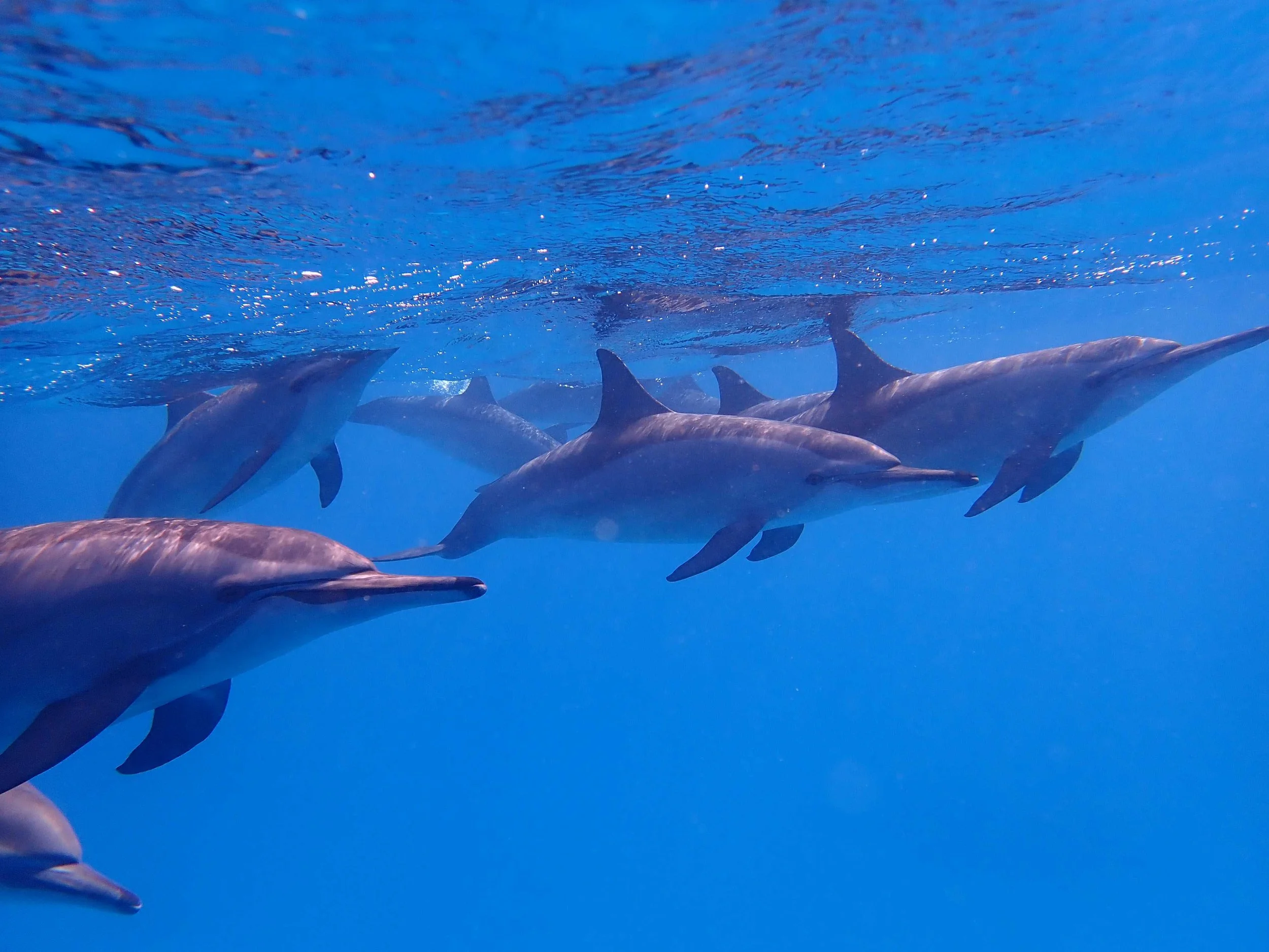 dolphin group surface 2.JPG