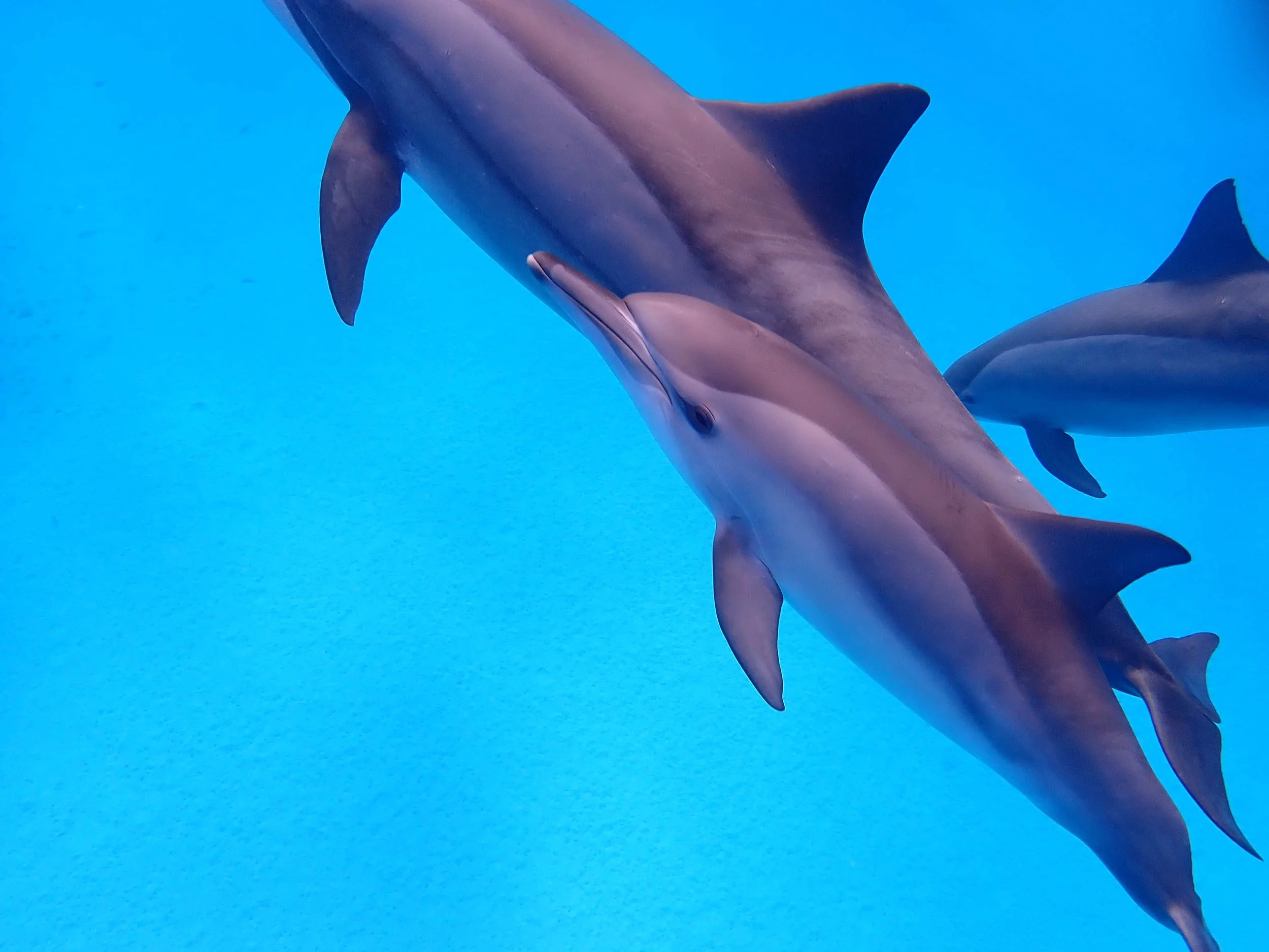 dolphin baby.JPG