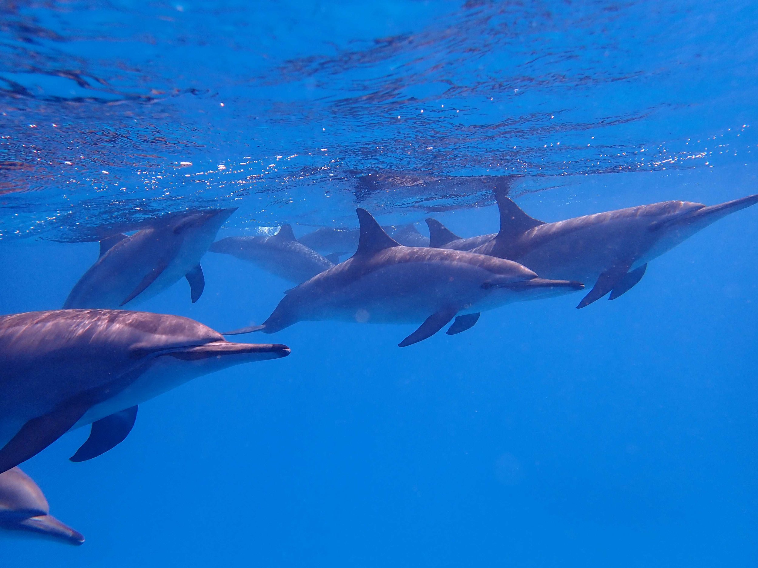 dolphin group surface 2.JPG