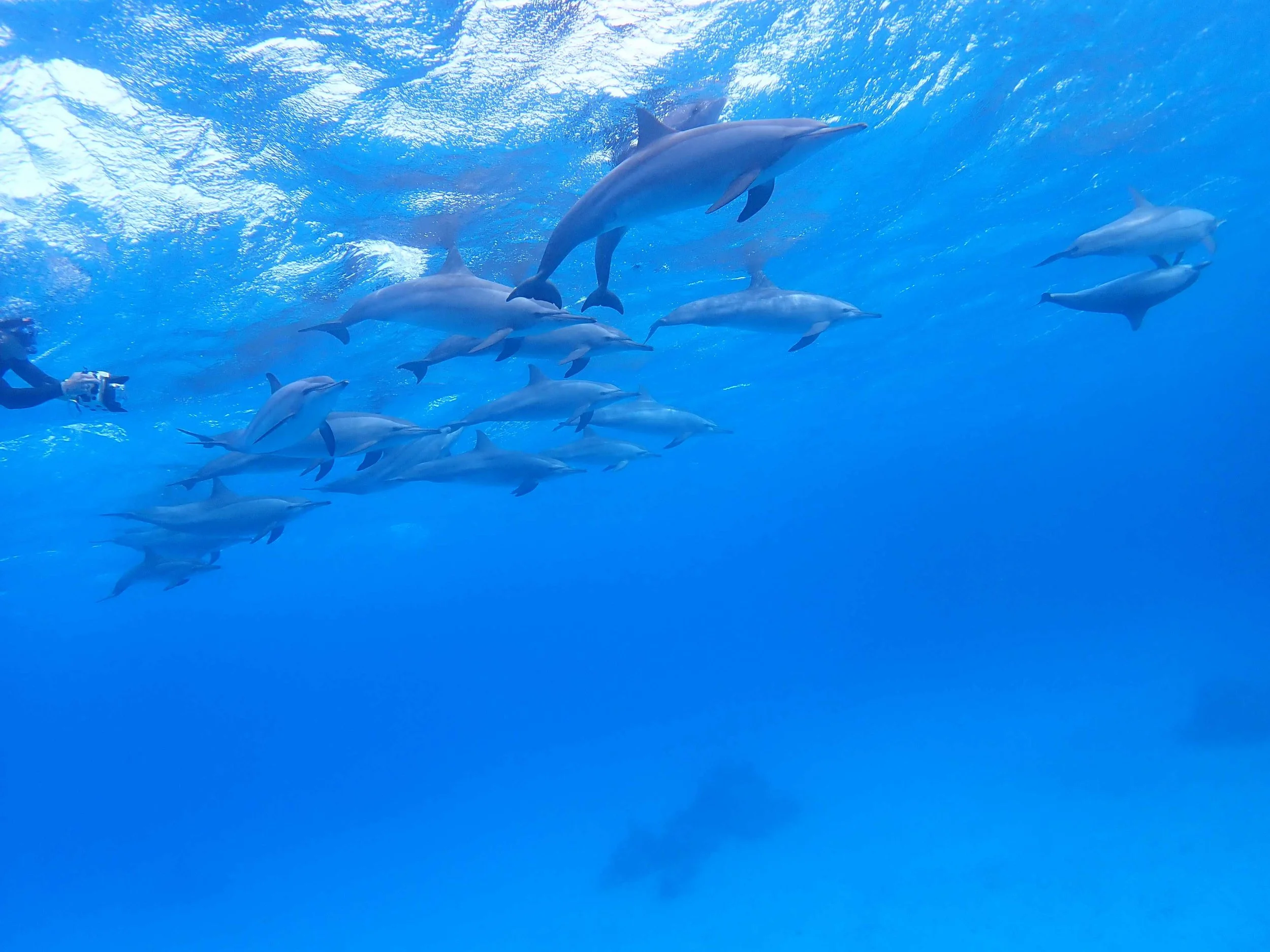 dolphin group surface.JPG
