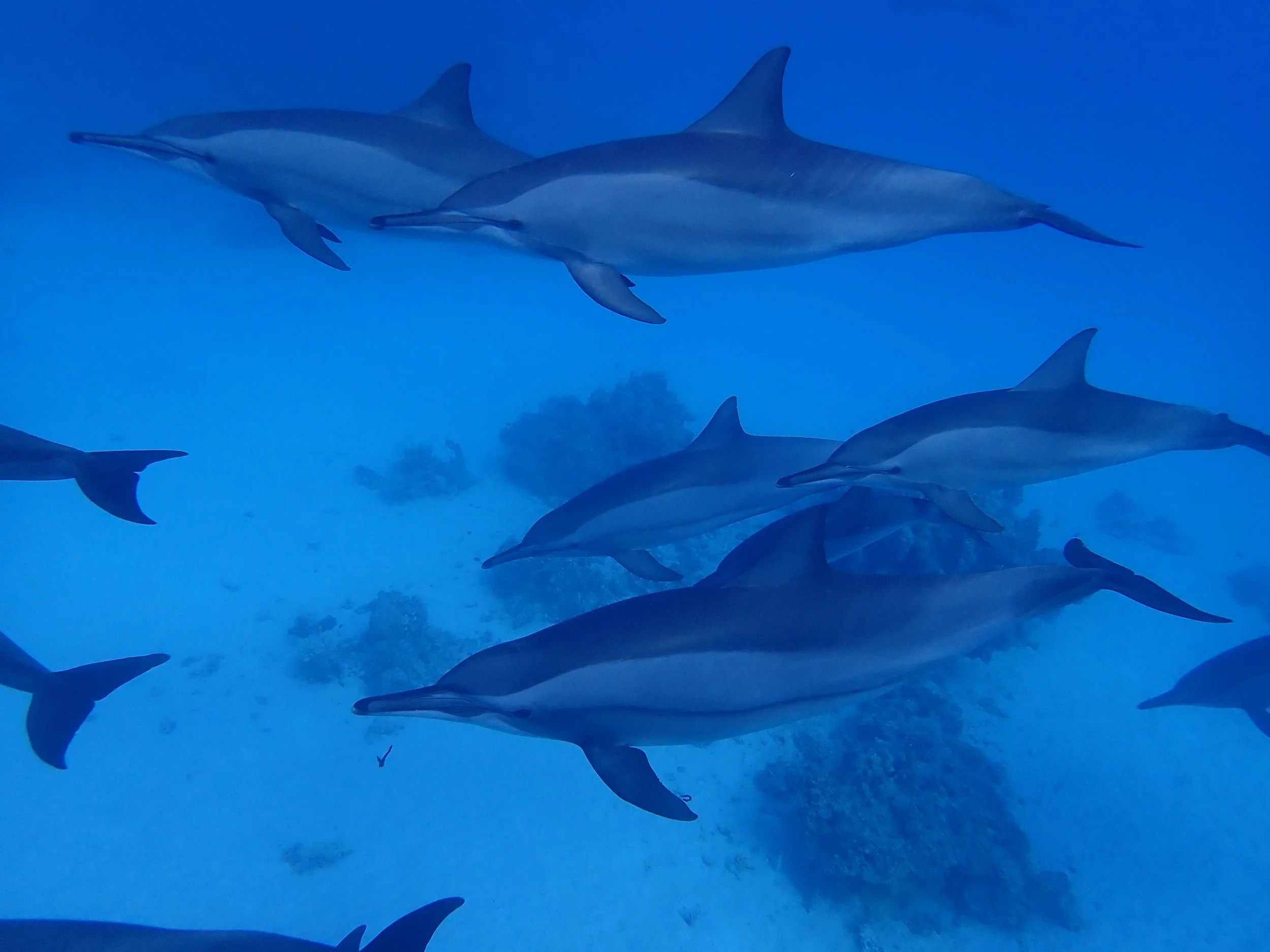 dolphin group uw 2.JPG
