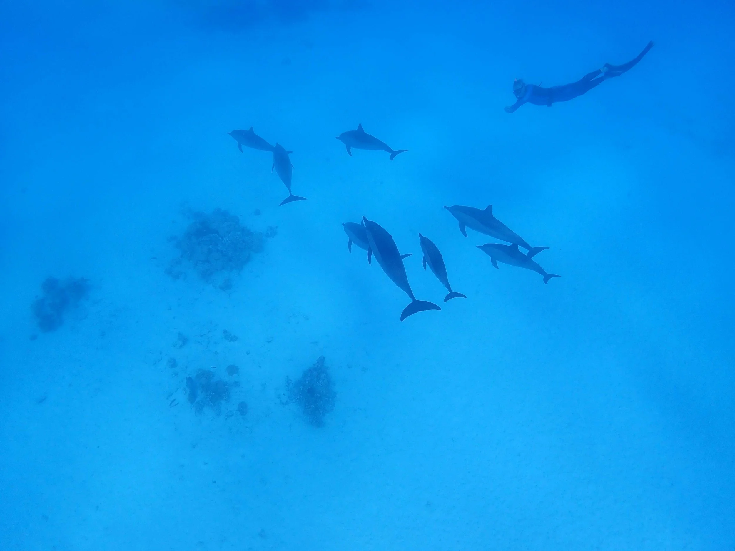 dolphin group uw.JPG