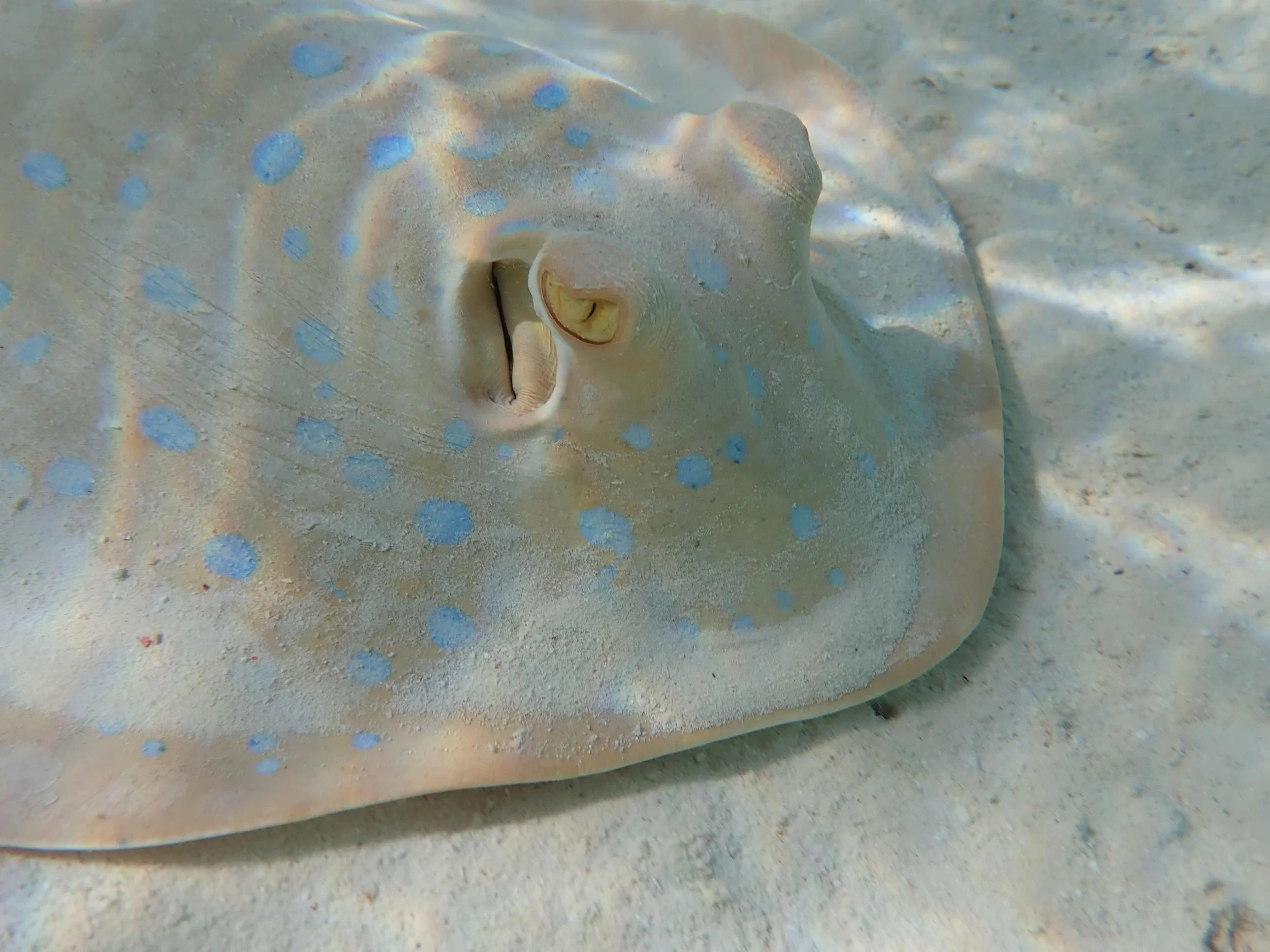 red sea bluespotted.JPG