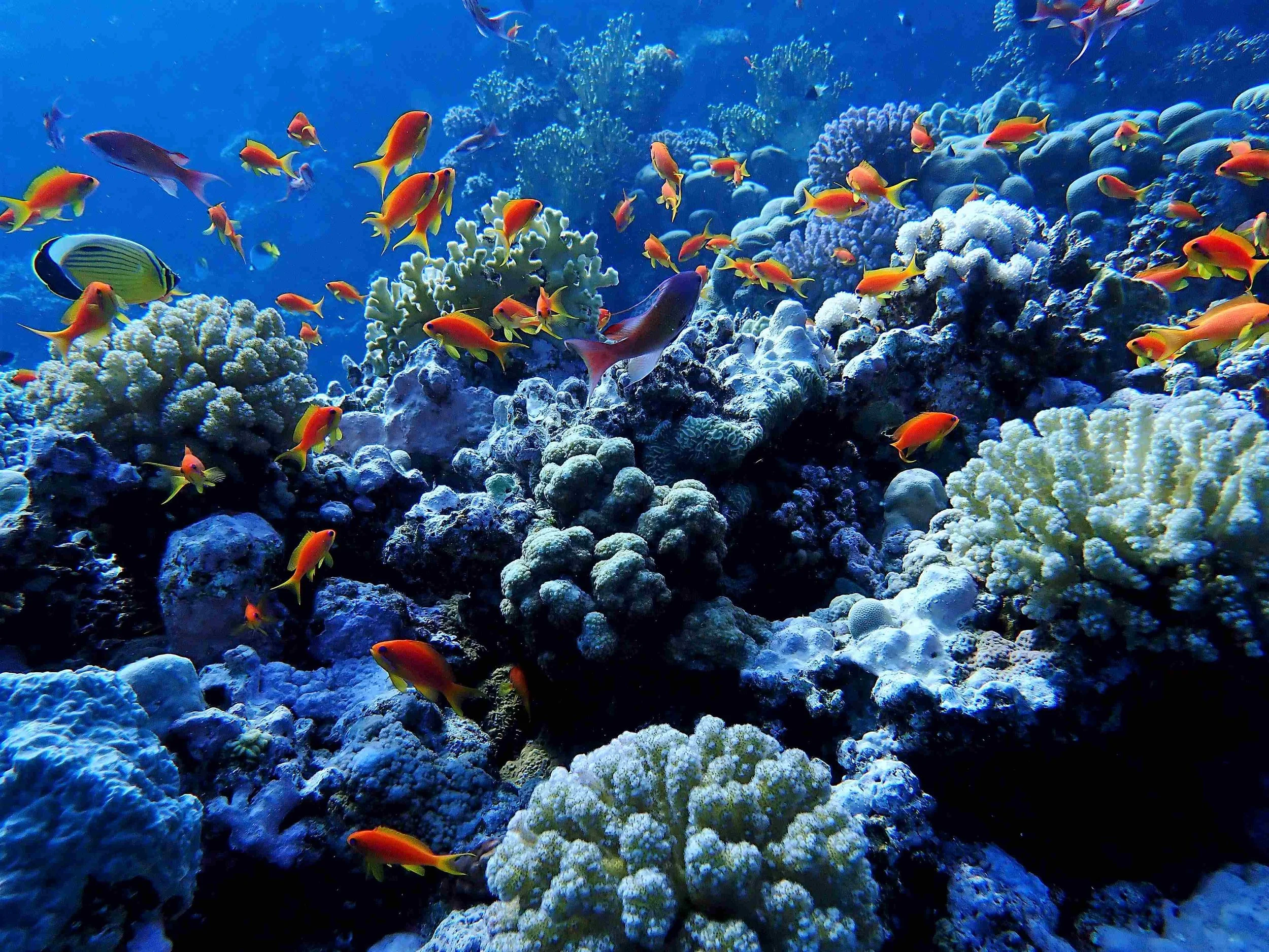 red sea corals.JPG