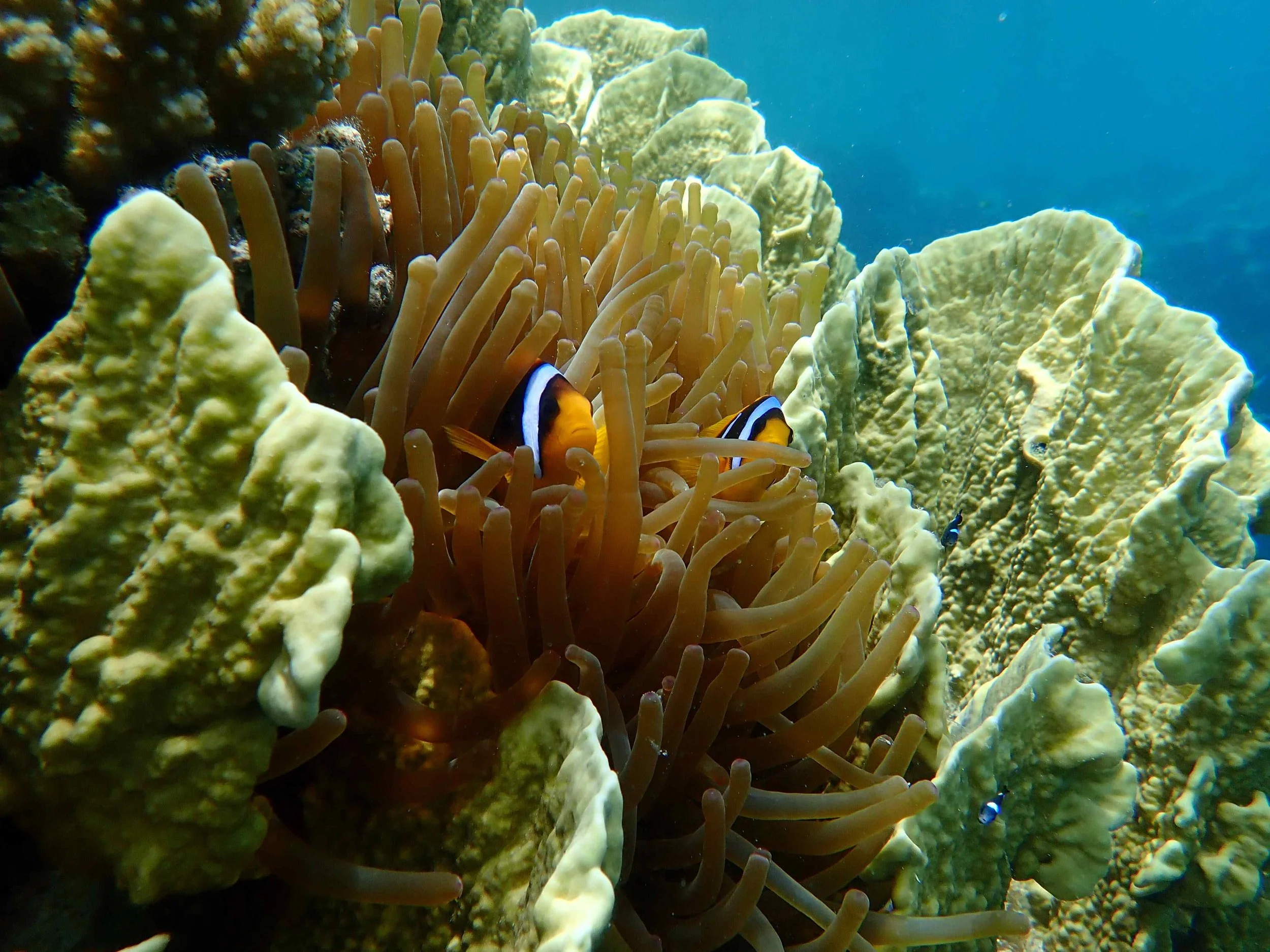 red sea nemo.JPG