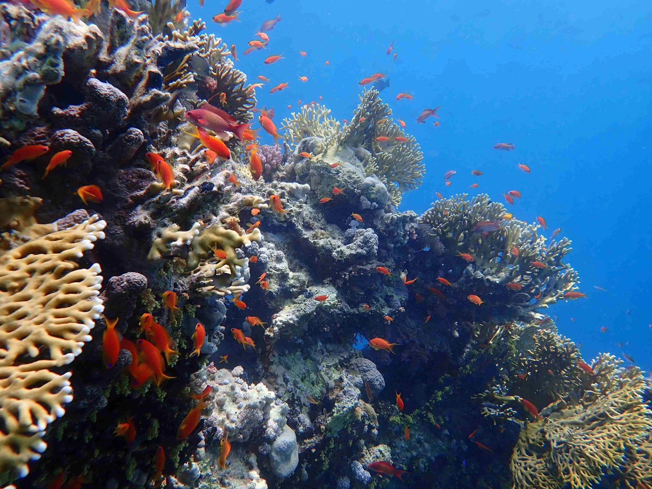 red sea reef.JPG