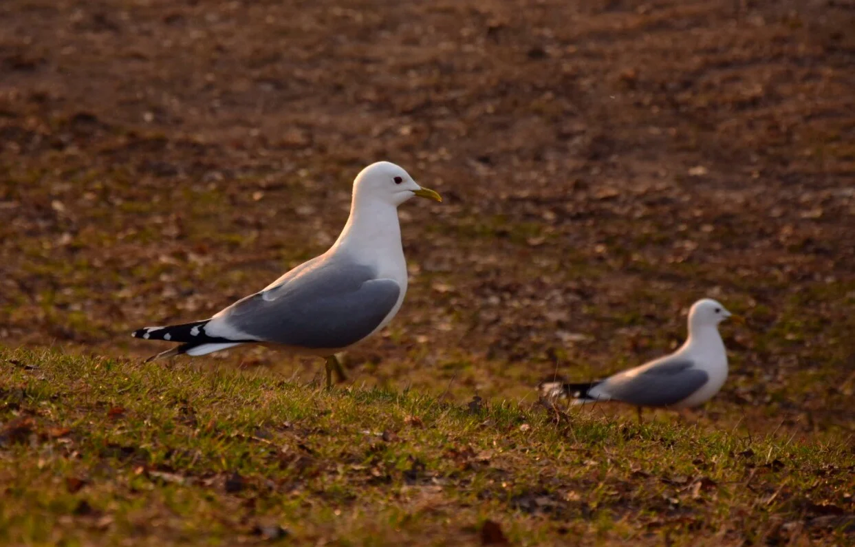 WhatsApp Image 2018-04-21 at 05.15.12.jpeg