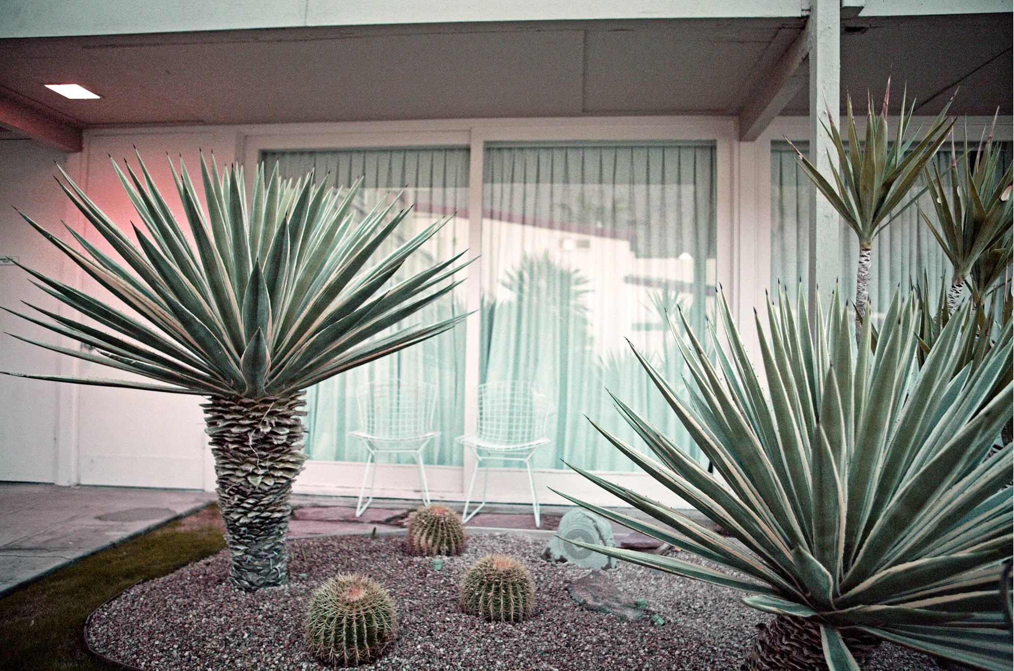 PALM-4-FRAME.jpg