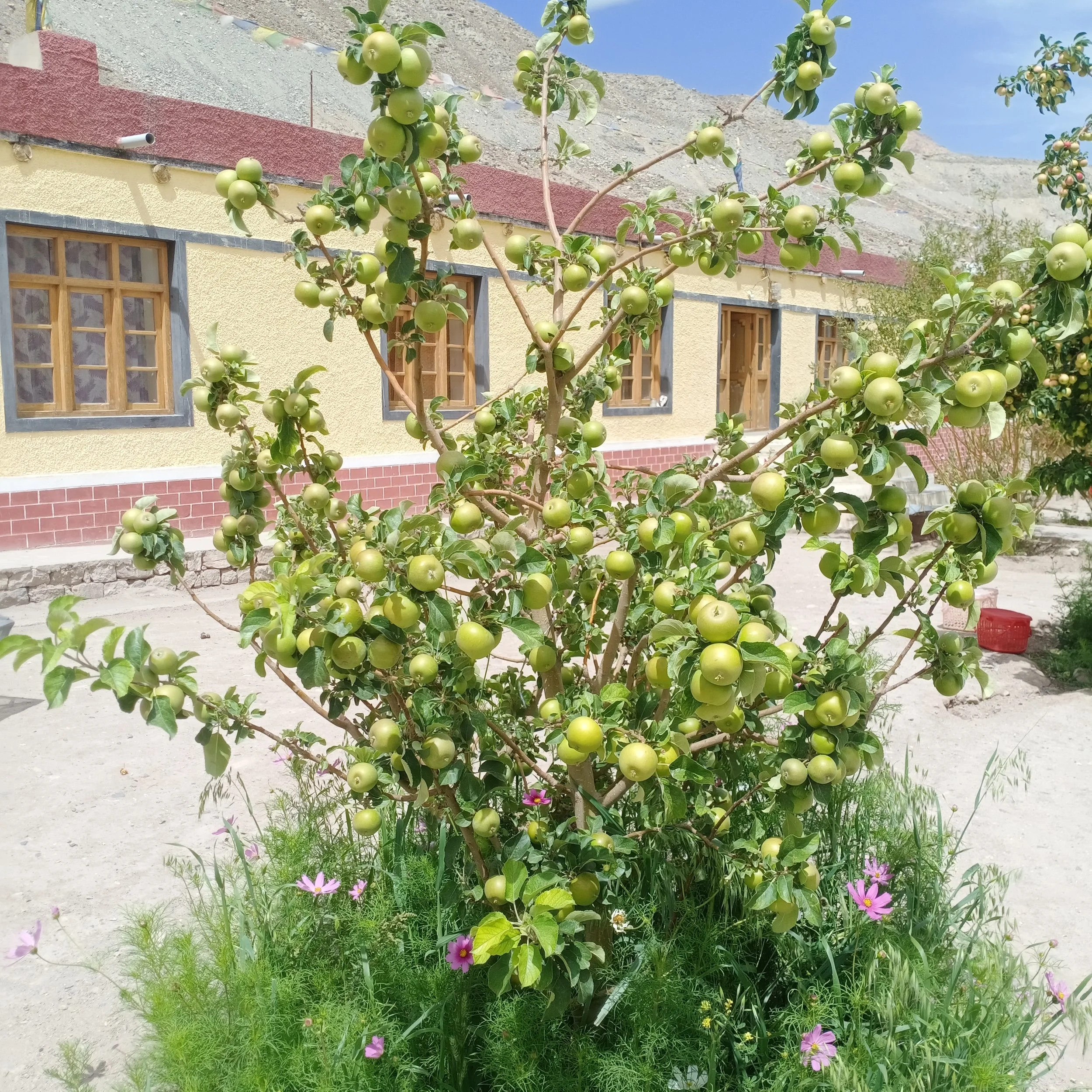 Basgo Bears Fruit Thanks to Water Supply