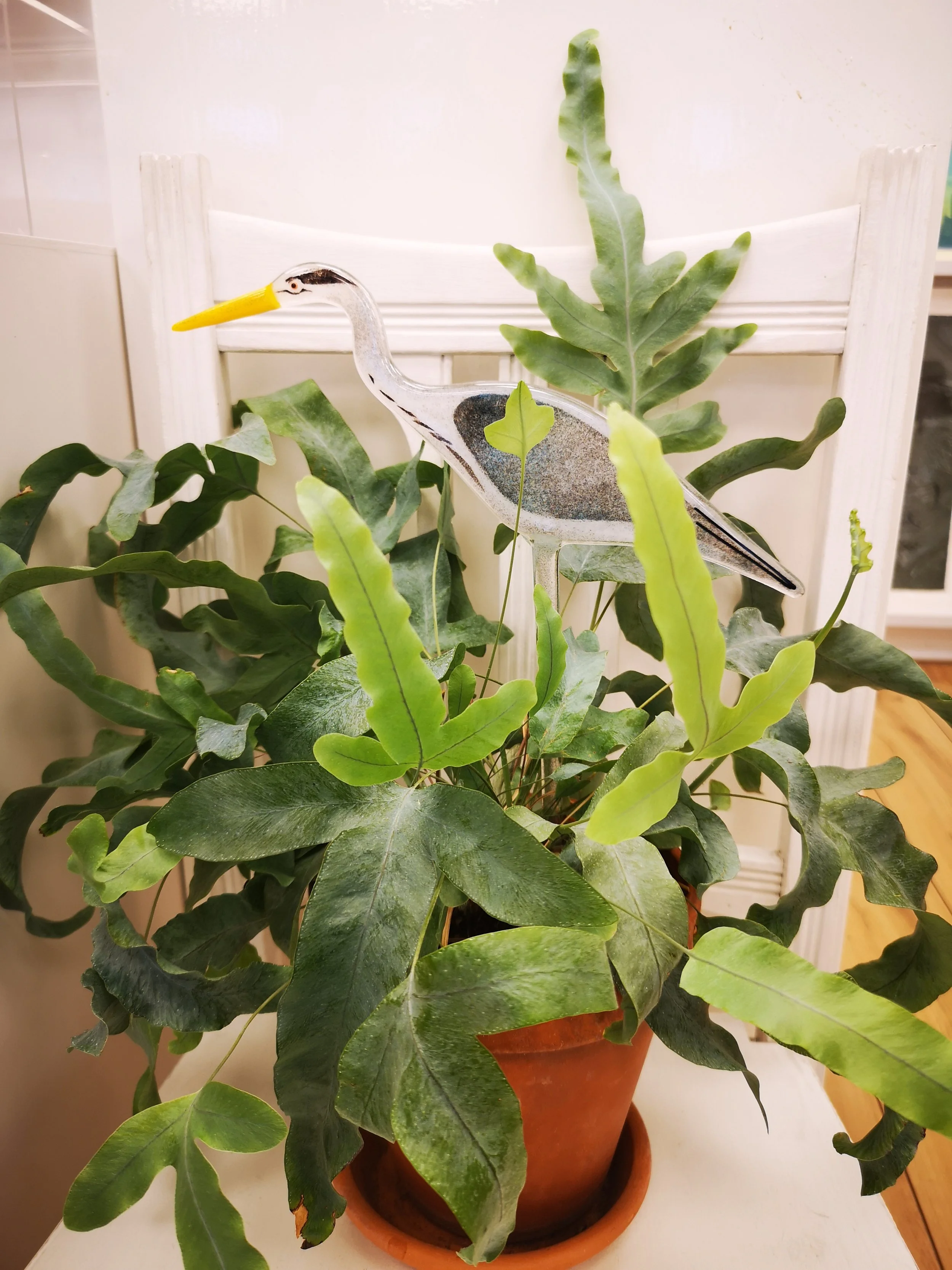 grey heron in house plant